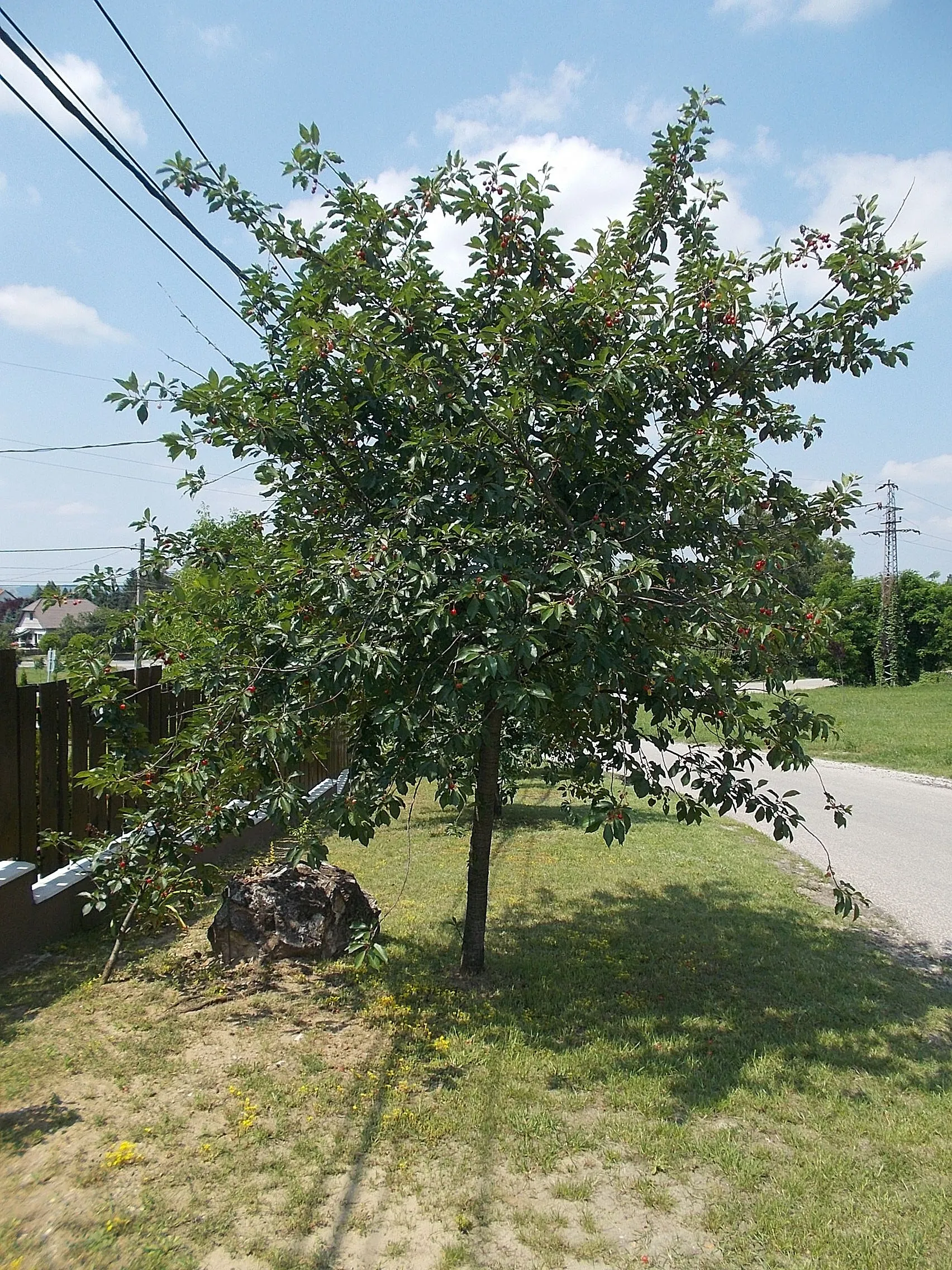 Photo showing: : Cherry tree. - Széchenyi tér, Veresegyház, Pest County, Hungary.