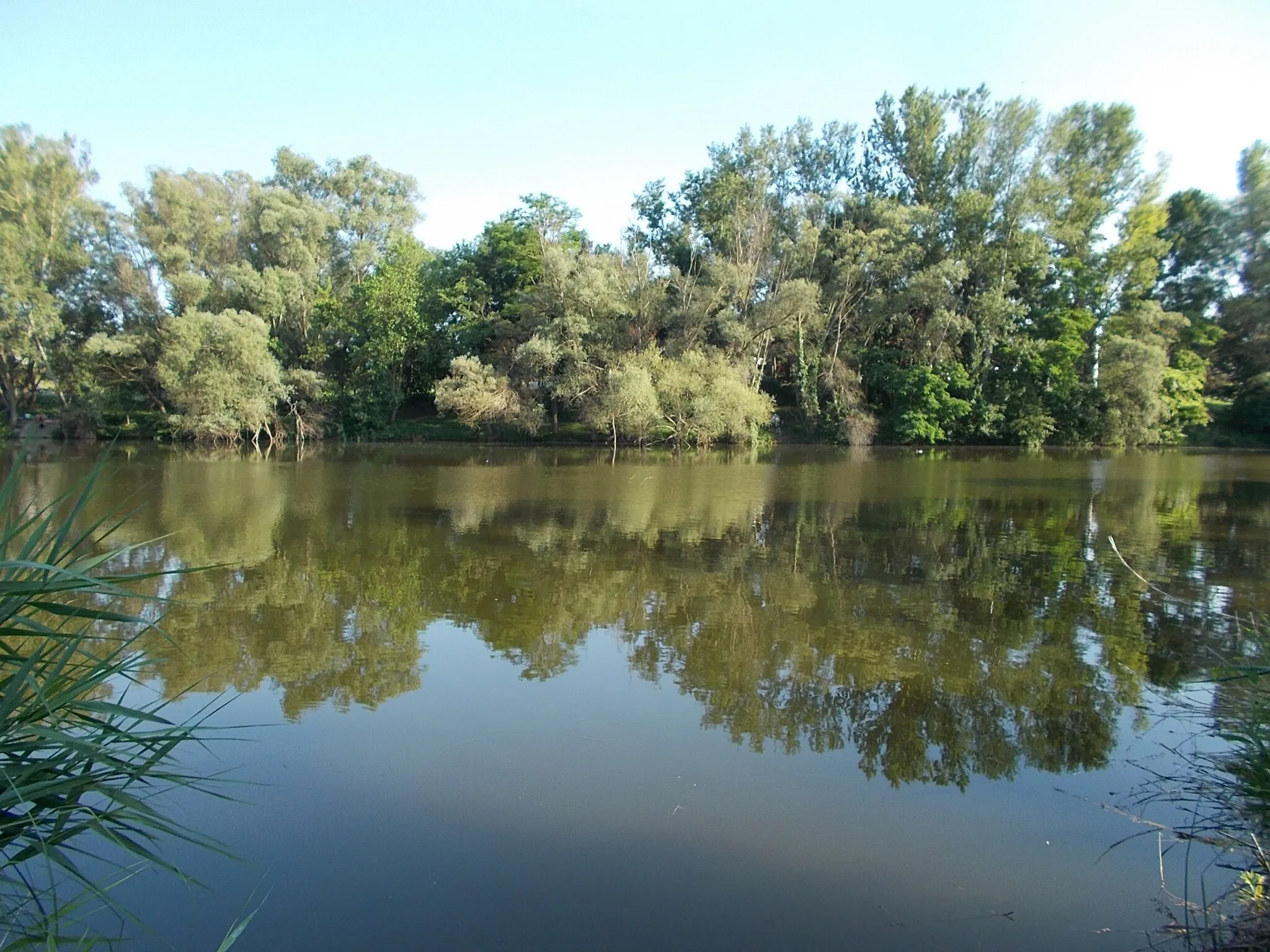 Photo showing: : Malom Lake or Old Lake south part. Nature reserve. - Veresegyház, Pest County, Hungary