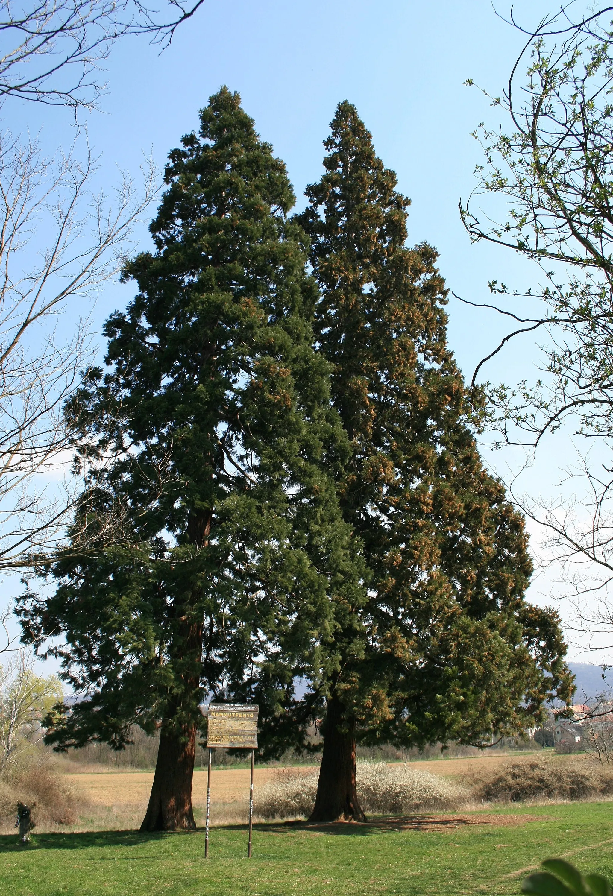 Photo showing: A pair of Sequoiadendron giganteum in Budakeszi, near Budapest, Hungary, planted in 1900 in a since that abandoned botanical garden.