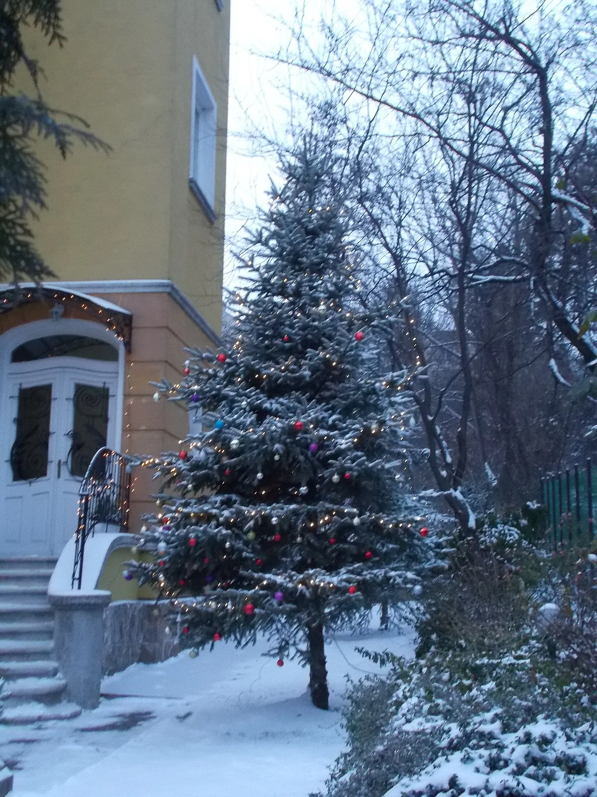 Photo showing: Christmas tree in the garden of the Embassy of the Republic of Angola. -  Németvölgy, Hegyvidék, Budapest.