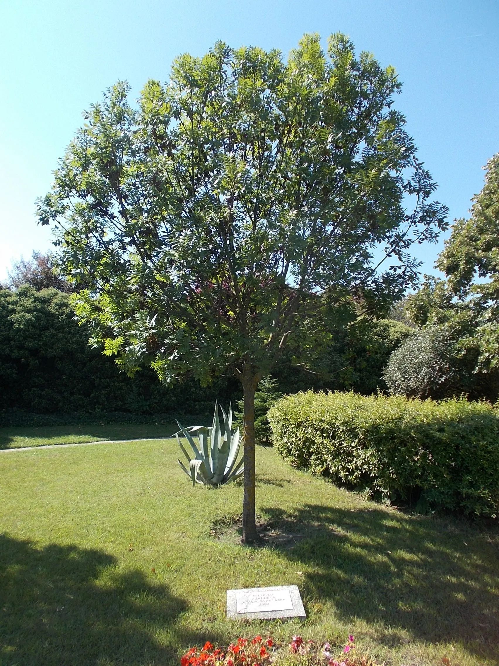 Photo showing: : Mikebuda memeorial tree for the City inauguration in the Park before the town hall, Köztársaság Street, Irsa neighborhood, Albertirsa, Pest County, Hungary.