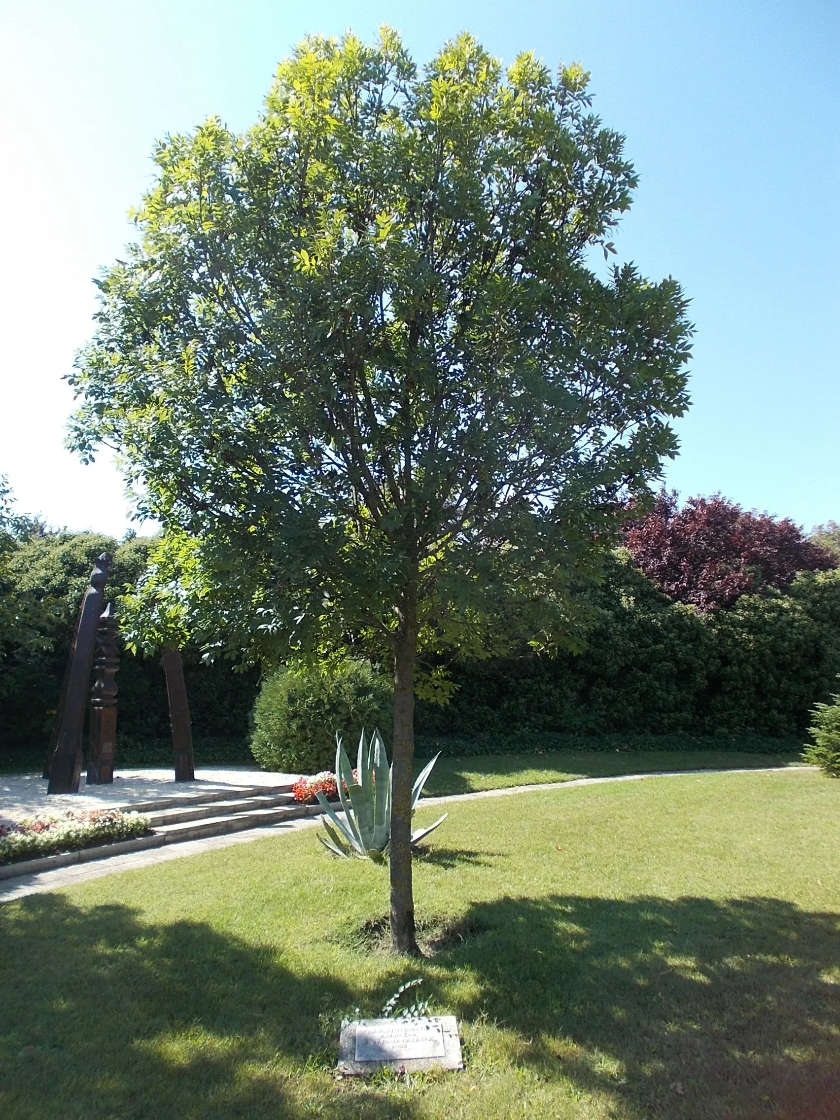 Photo showing: : Dánszentmiklós memorial tree for the City inauguration (2003) in the Park before the town hall, Köztársaság Street, Irsa neighborhood, Albertirsa, Pest County, Hungary.