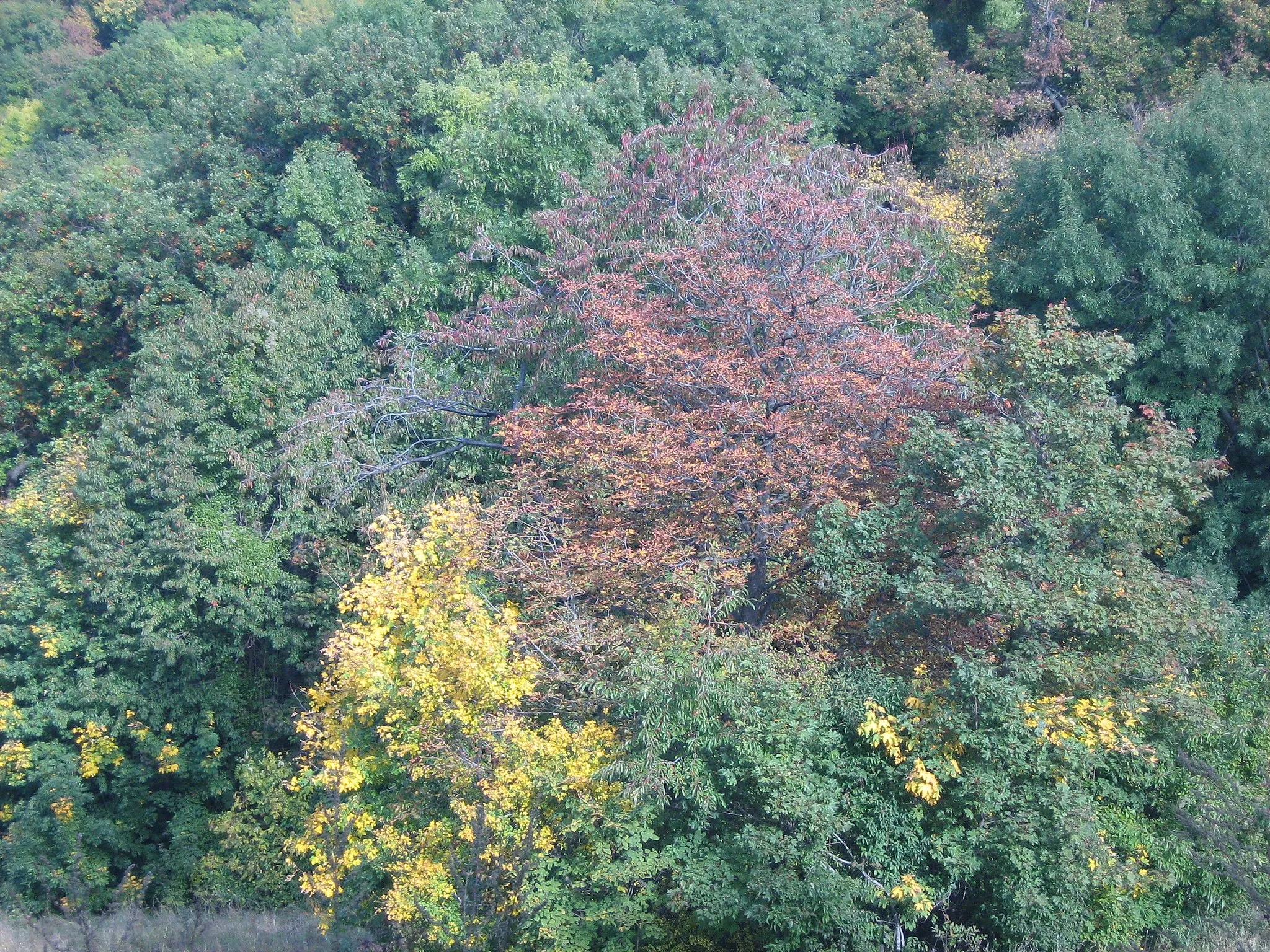 Photo showing: Nomafa in autumn