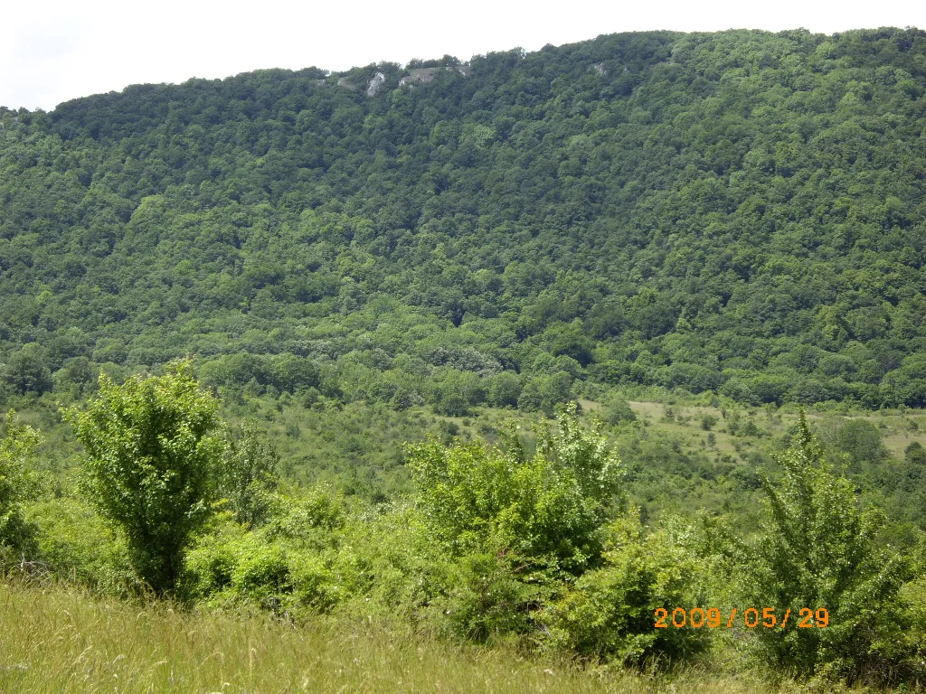 Photo showing: Pilisszentkereszt, forest, landscape