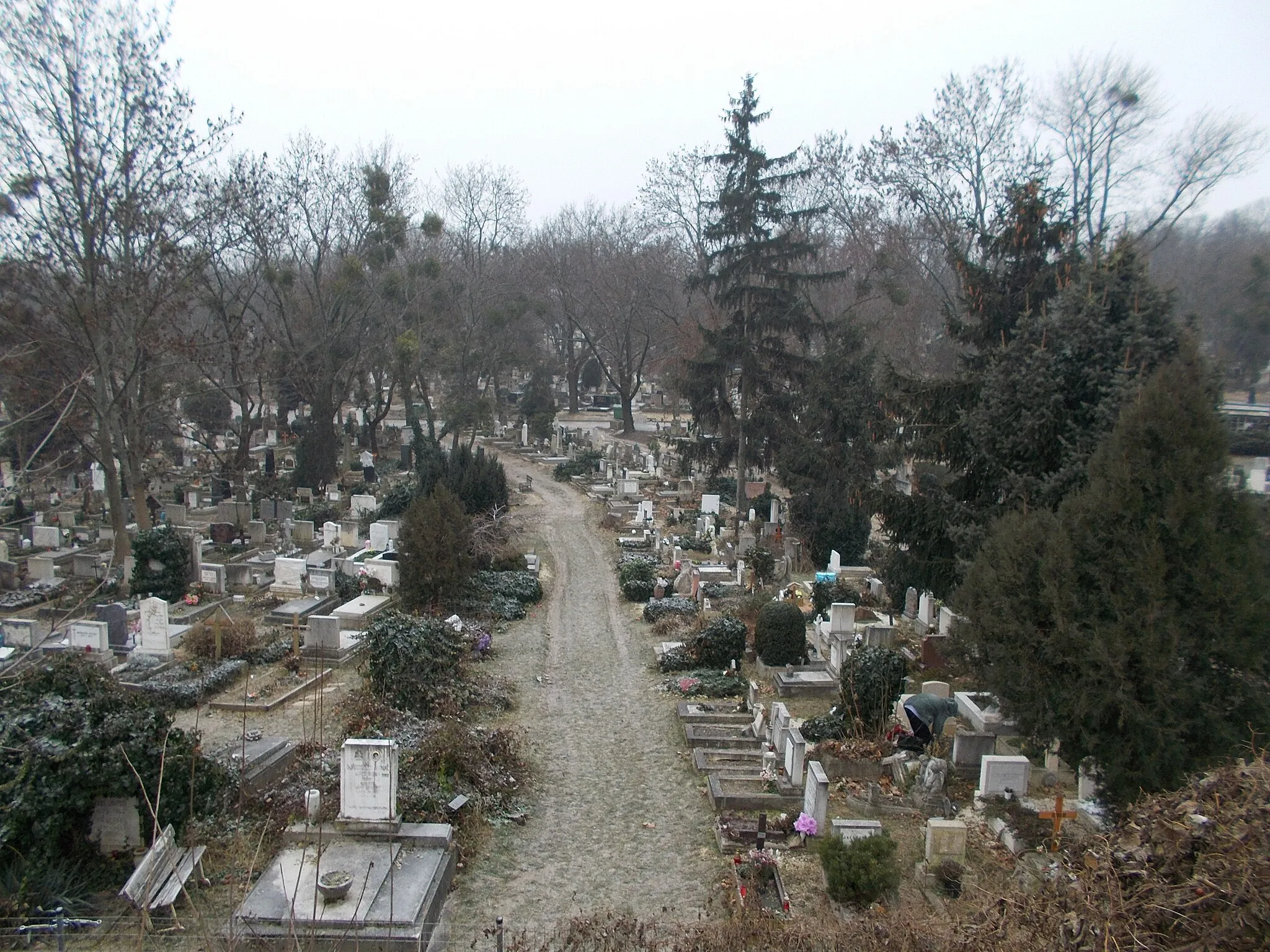 Photo showing: : Farkasrét cemetery. Sector 20 from north. -  Németvölgyi út, Hegyvidék, Budapest.
