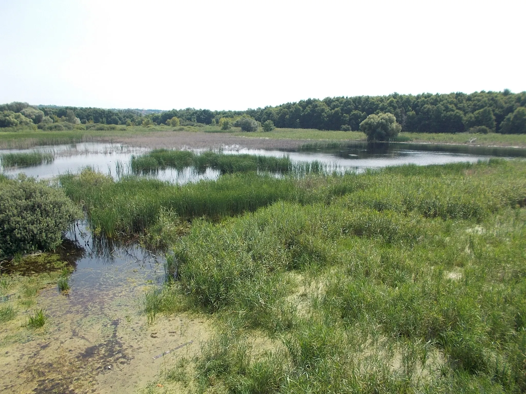 Photo showing: : Merzse Marsh Nature Trail at 5th station. The Merzse Marsh is one of the few wetlwnd habitats in the capital with undisturbed water and uliginal vegetation and an adjoining bog field. The open water surface of the marsh offers nesting sites for water fowl. The marsh has dried up in several occasions in the 1990s years. Now, wells have been drilled to ensure the adequete water supply and attemps have been made to conserve the accustomed conditions for wildlife by a system of ditches of several kilometers long. Visiting is restricted in order to preserve the ecosystem of the marsh. Under protection of the Budapest Municipality since 1977. Get in: train from Keleti pályaudvar (Keleti railway station)  and take off  at Rákoskert station and walk to south about half km. Source: Budapest's Protected Natural Heritage. Edited by Municipality of Budapest in 1996. Supported by Phare (EU project), ISBN 9630471523. - Rákoshegy, Budapest District XVII.