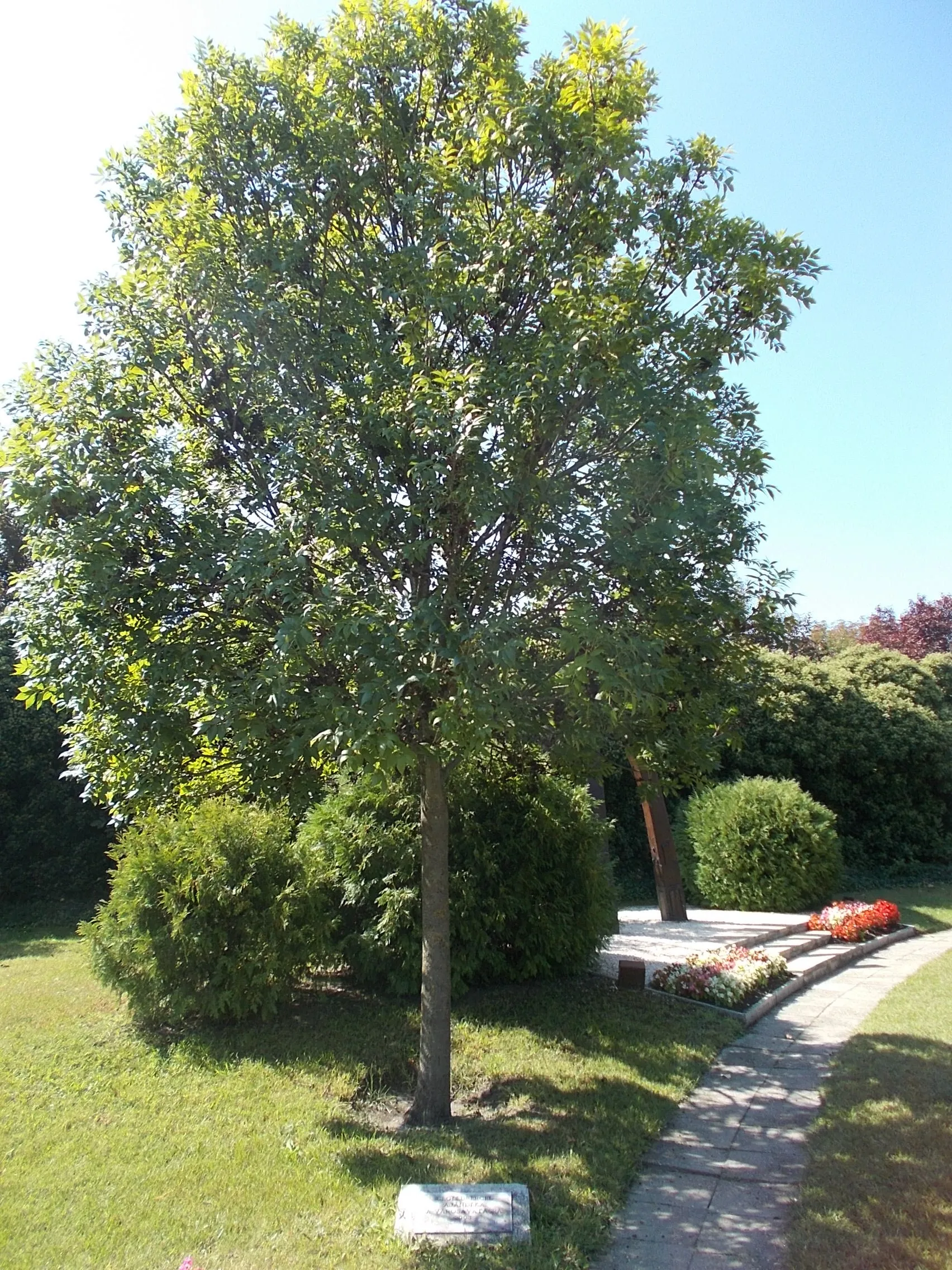 Photo showing: : Ceglédbercel memorial tree for the City inauguration in the Park before the town hall, Köztársaság Street, Irsa neighborhood, Albertirsa, Pest County, Hungary.