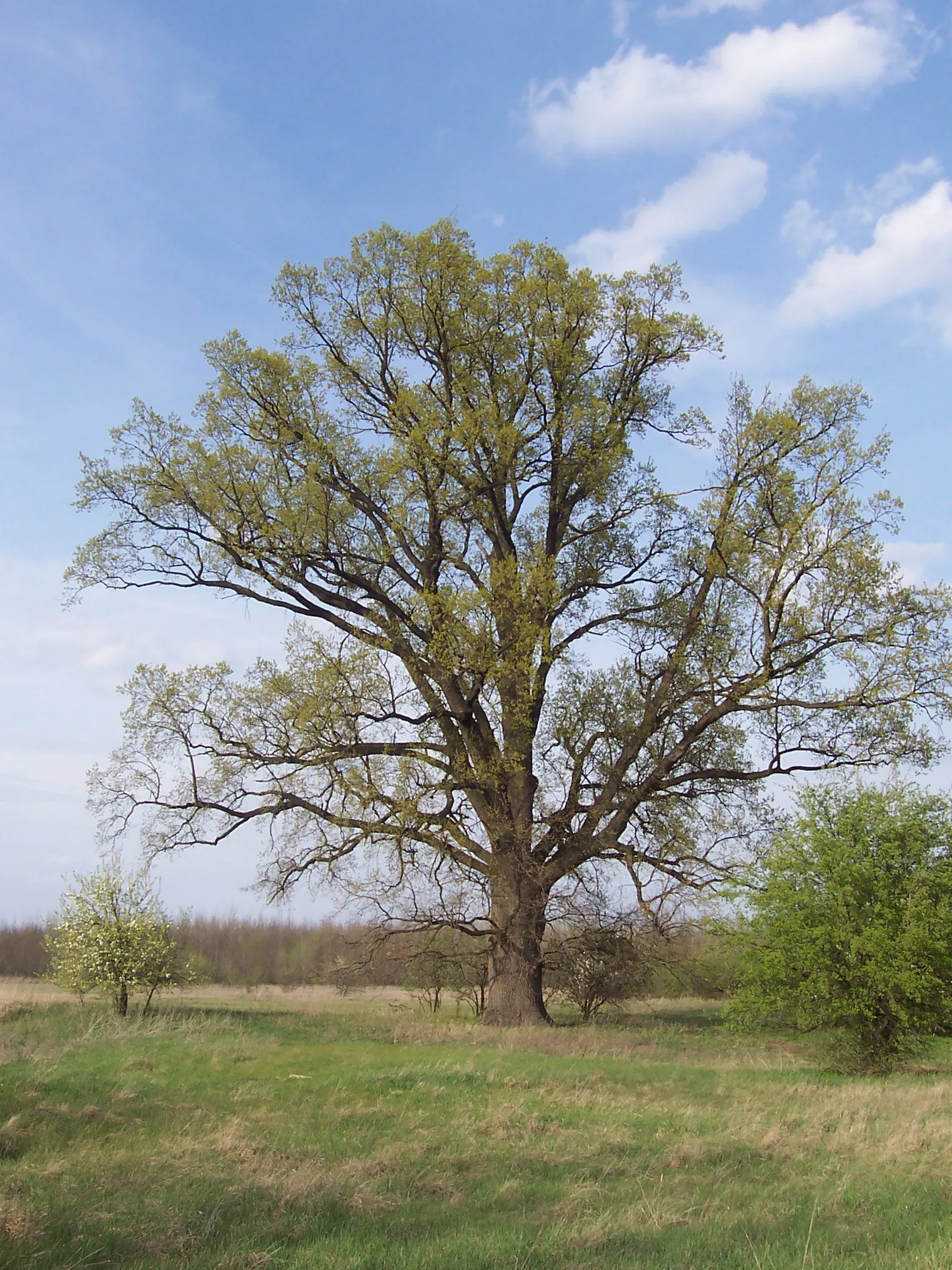 Photo showing: Tölgy. Nyársapát. Magyarország