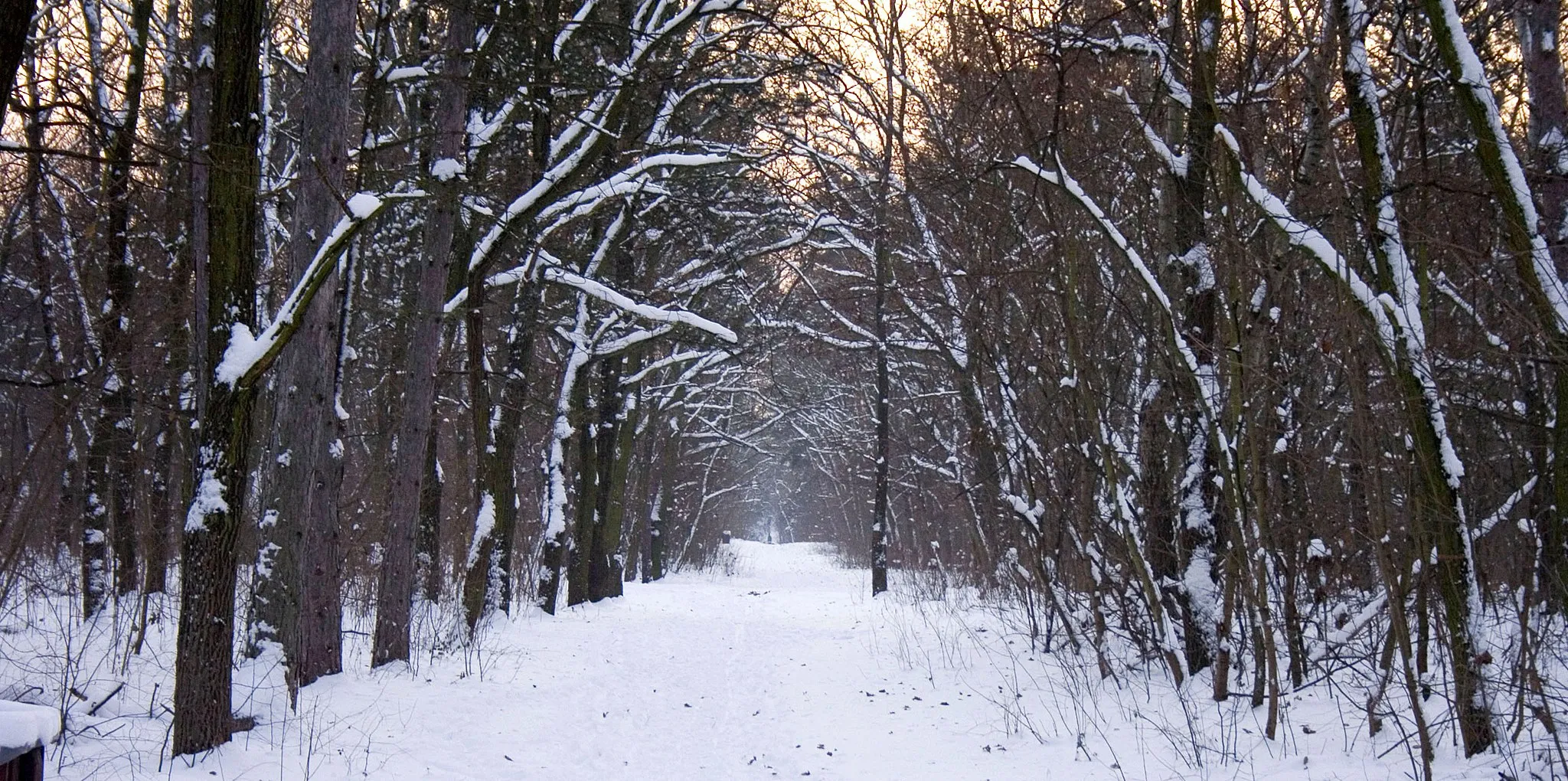 Photo showing: Winter forest - Pestszentlőrinc, Budapest, Hungary