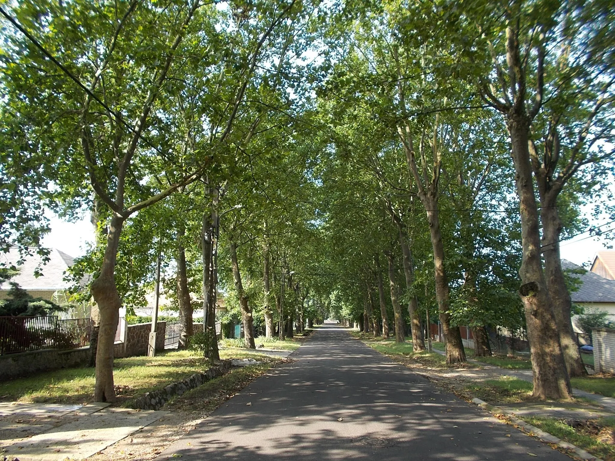 Photo showing: : Rákoskert Avenue (or plane tree alley) in Rákoskert, Budapest District XVII.