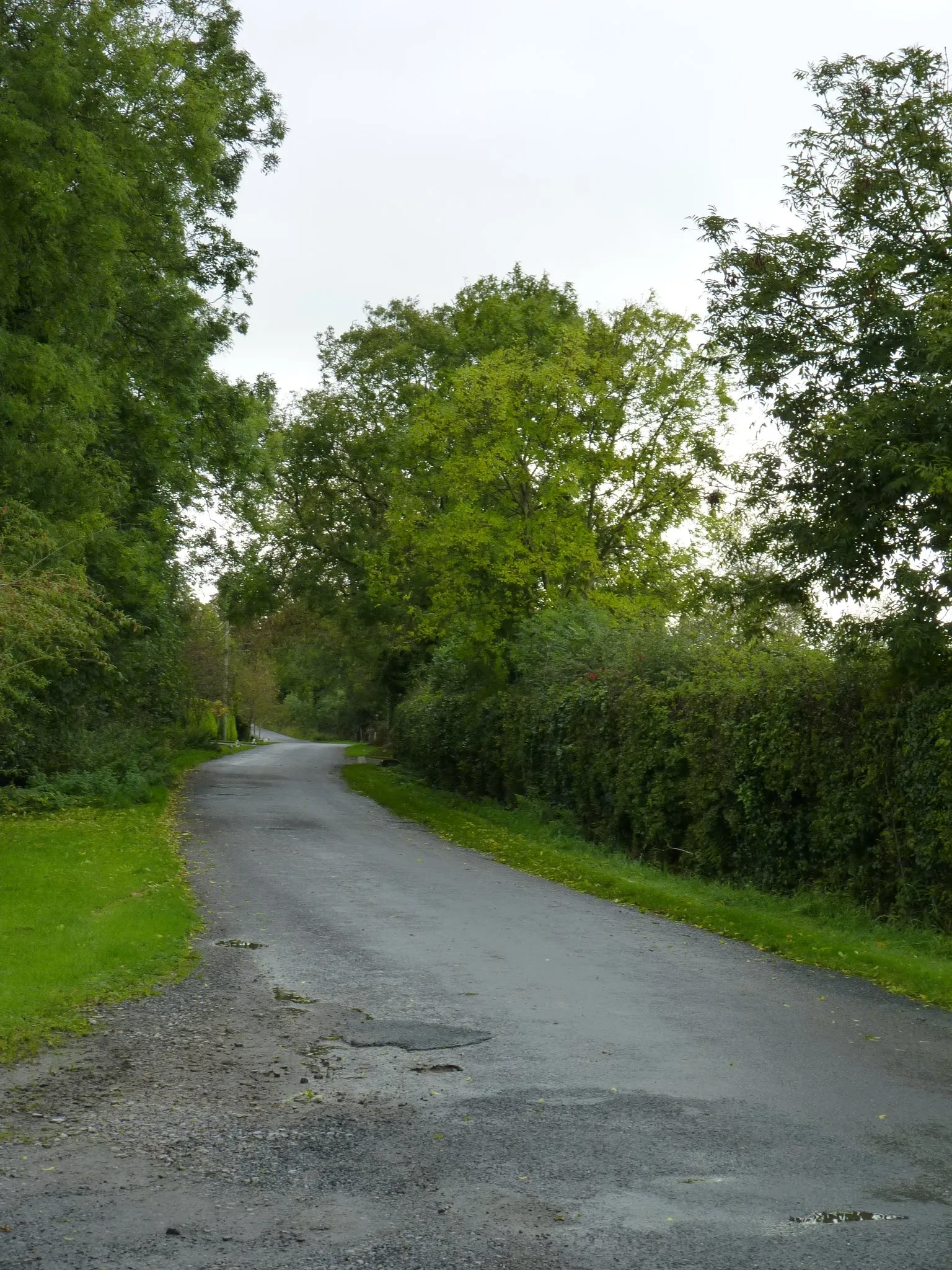 Photo showing: Leafy roadway