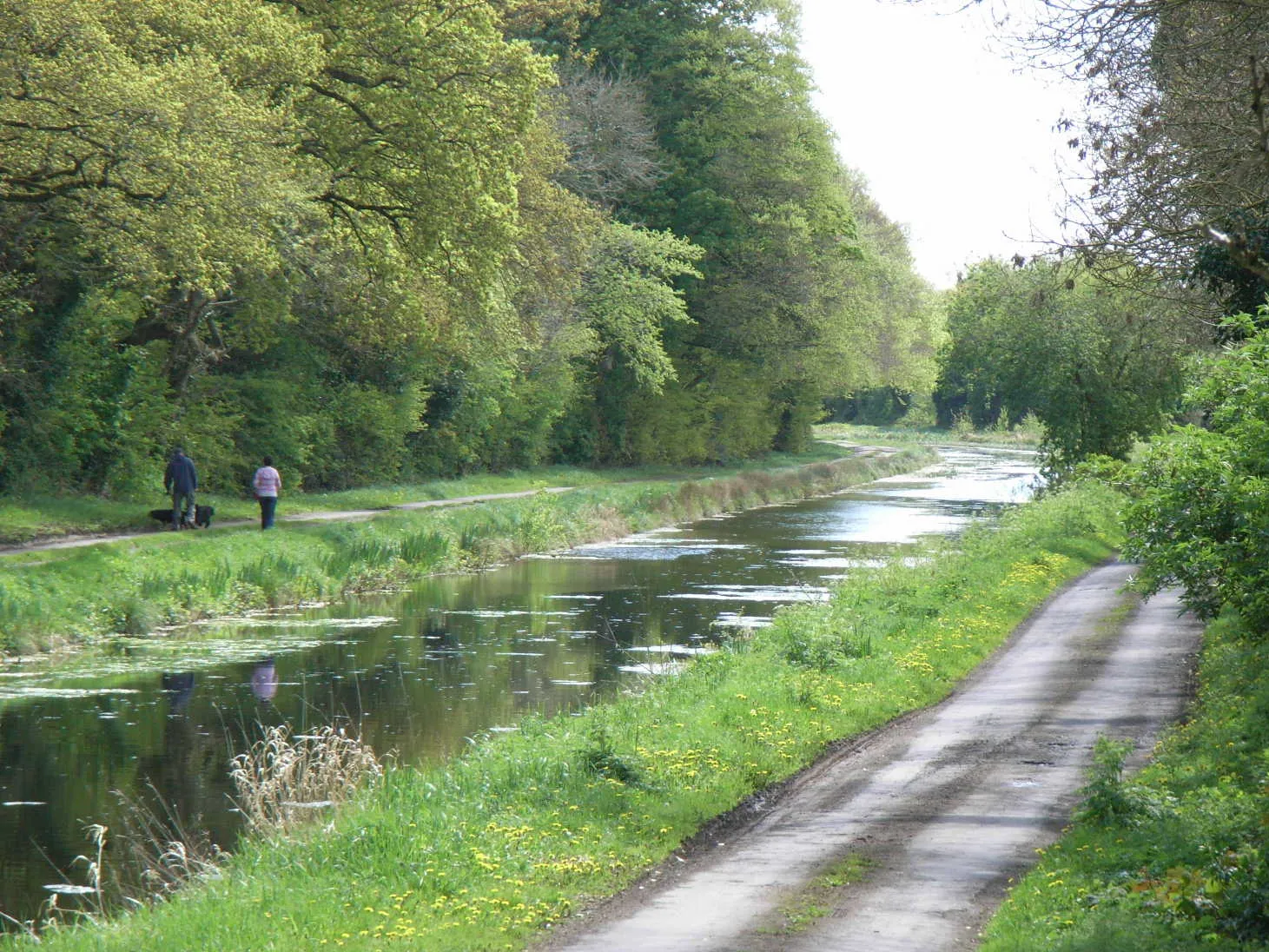 Photo showing: Royal Canal east of D'Arcy's bridge, Co. Westmeath