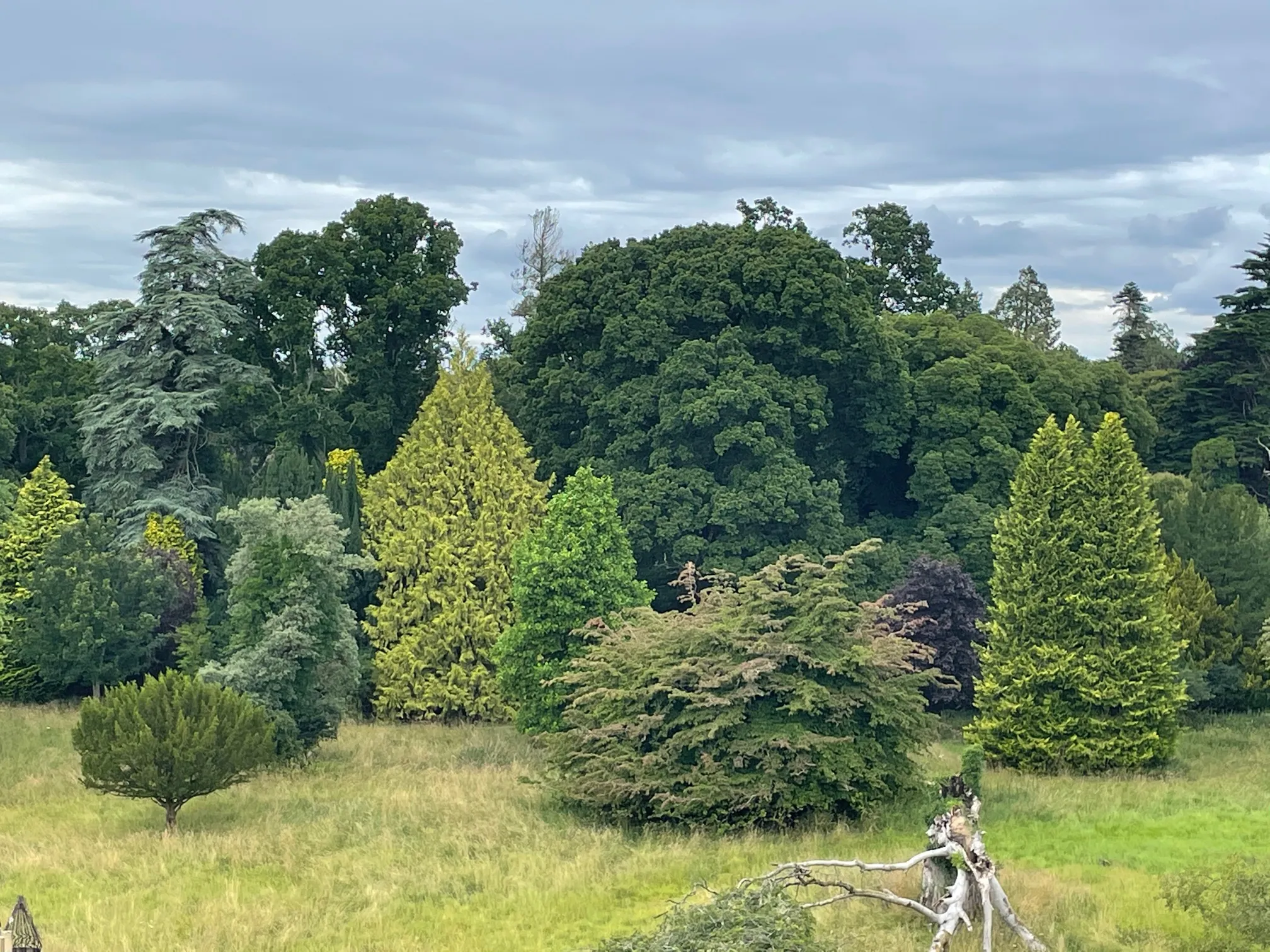 Photo showing: This captures a broad mix of trees near Dunsany Castle, in the inner part of the Dunsany demesne, in what is since 2014 Ireland's largest private nature reserve, the subject of a major rewilding project.
