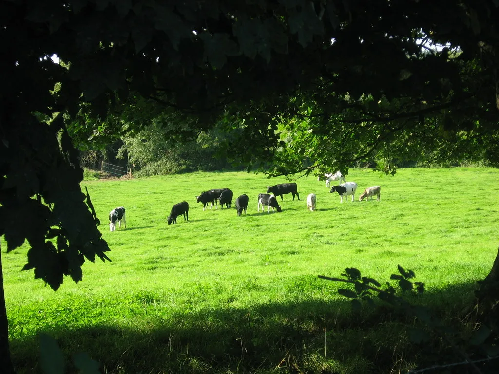 Photo showing: Cows at Johnstown, Co. Meath