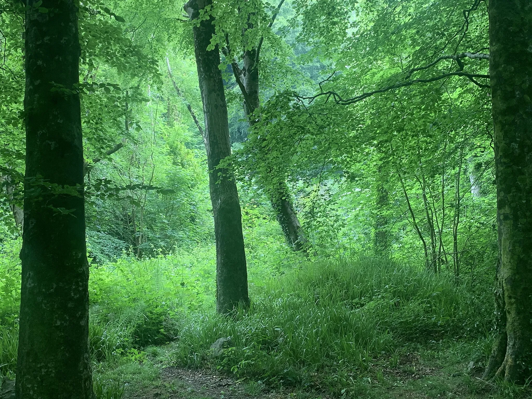 Photo showing: Photo that displays the lush greenery and trees found in the Glen of the Downs.