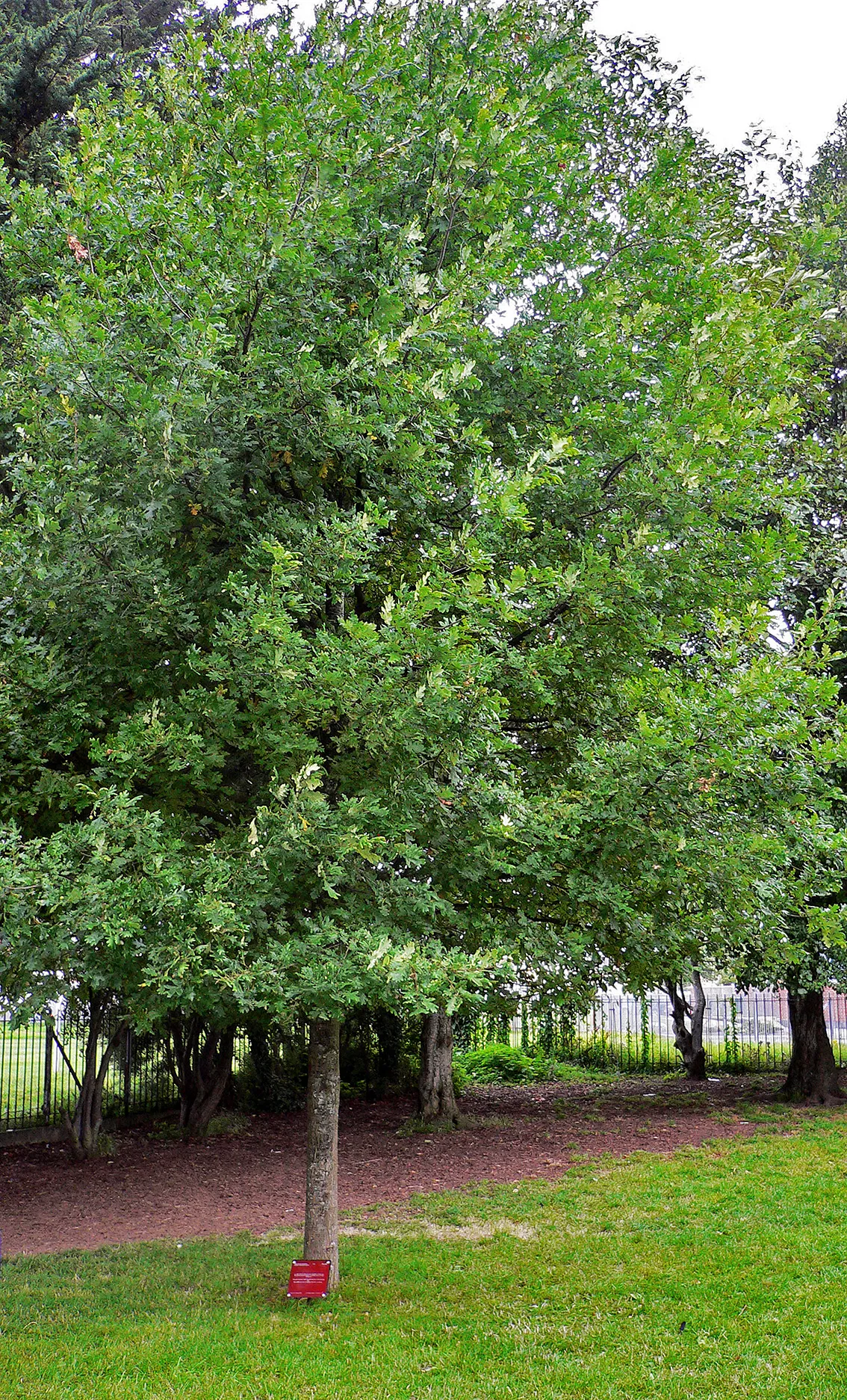 Photo showing: Artworks in Public Space and Public Authorship: Jochen Gerz invites the residents of Ballymun, Dublin, to donate a tree to their public space. Each of the 635 donors meets with the artist and answers the question: If this tree could speak, what would it say about you?