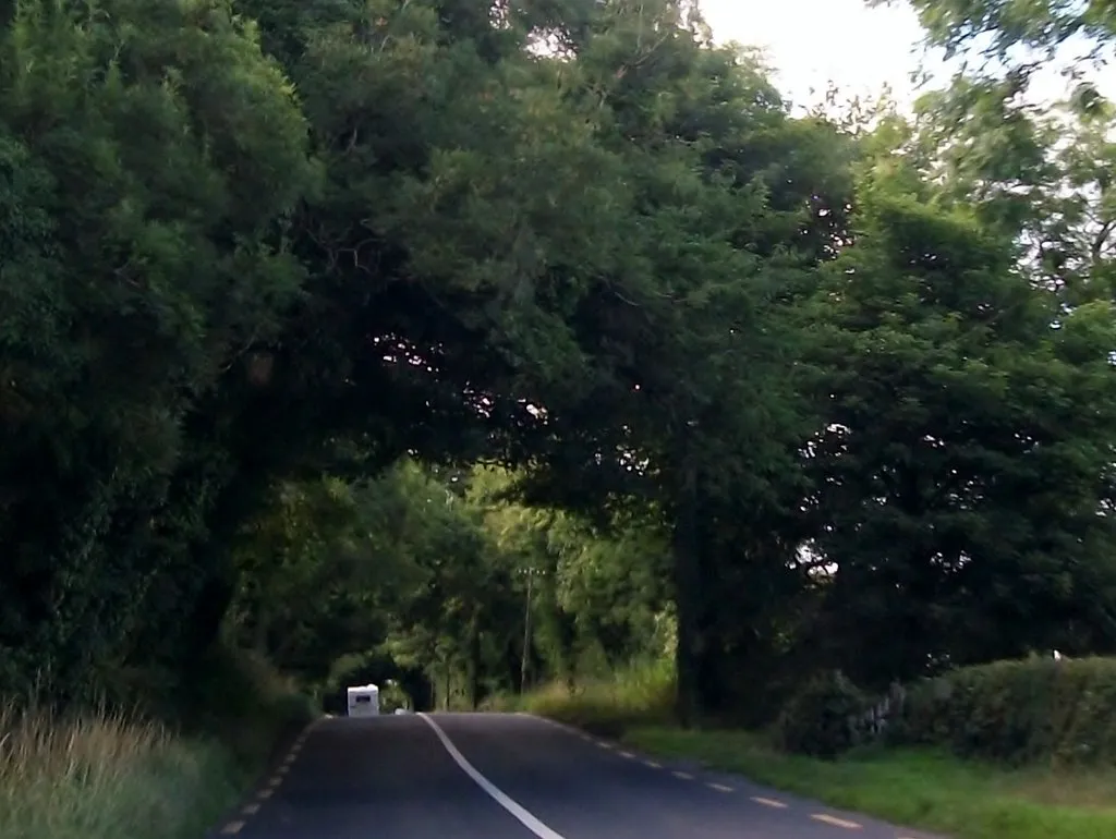 Photo showing: Arched trees on the R162 north of Nobber
