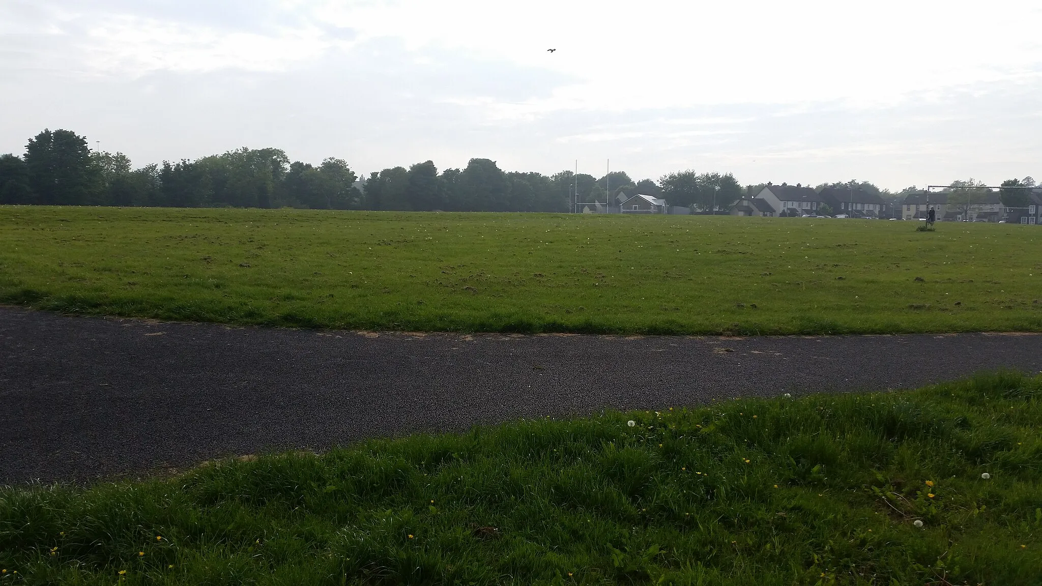 Photo showing: View of Loughlinstown Commons with forest in background