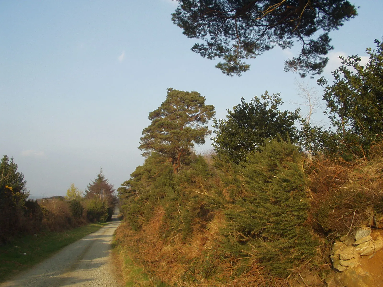 Photo showing: Near Ballinaclash, County Wicklow March 2003, exact date lost. A lane in the hills west of Ballinaclash.