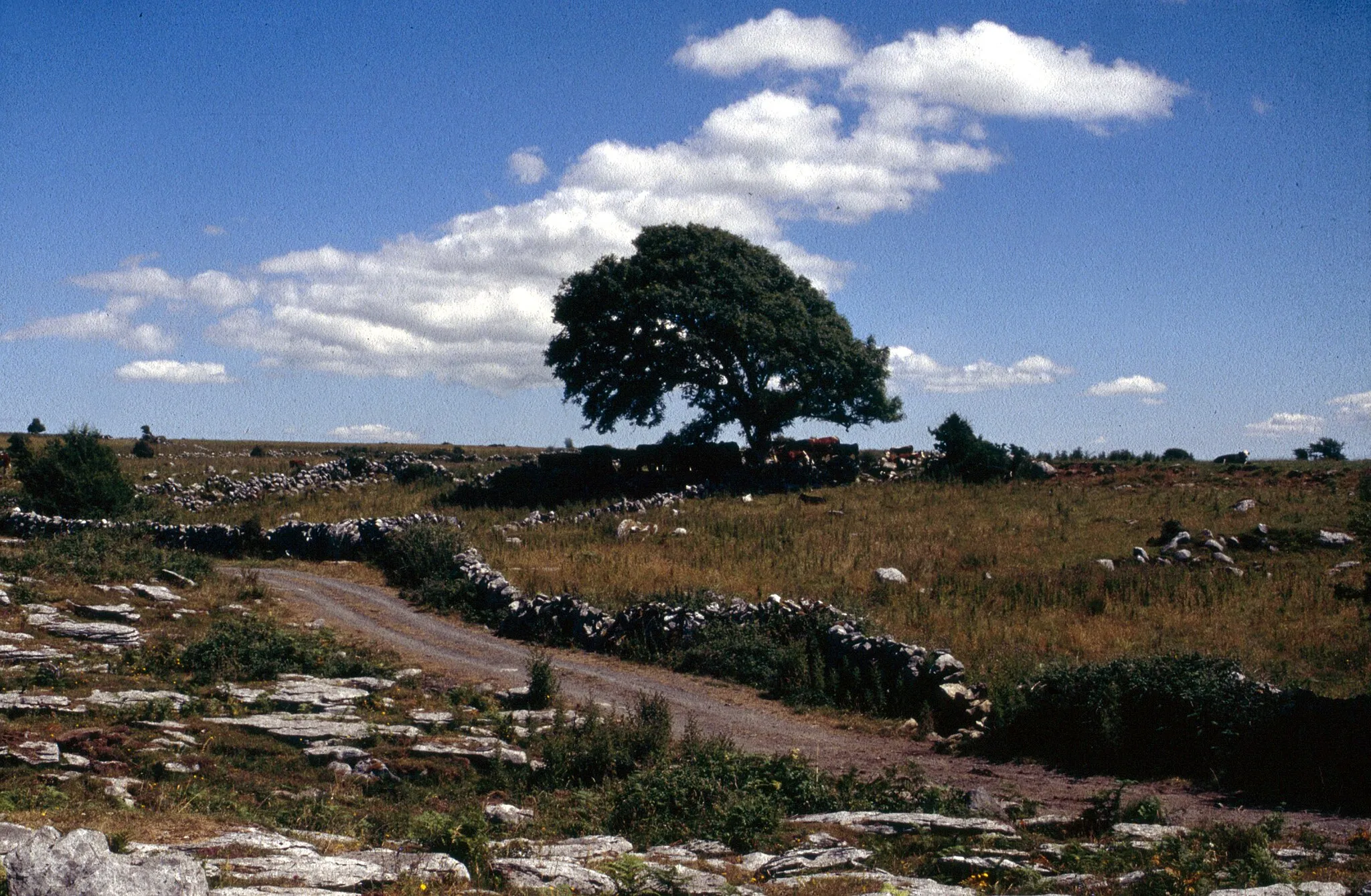 Photo showing: Burren, Poulnabrone