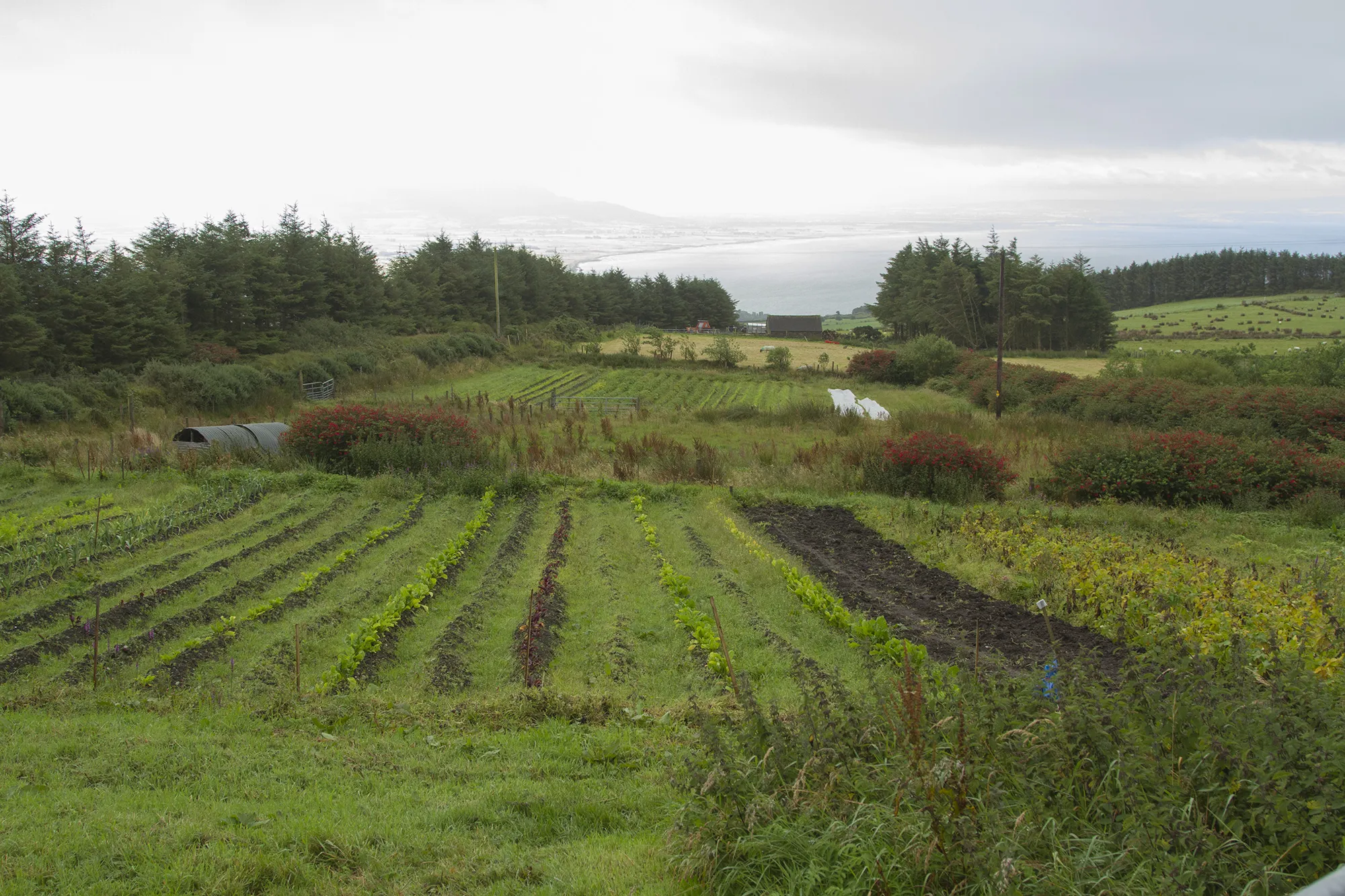 Photo showing: A farm garden