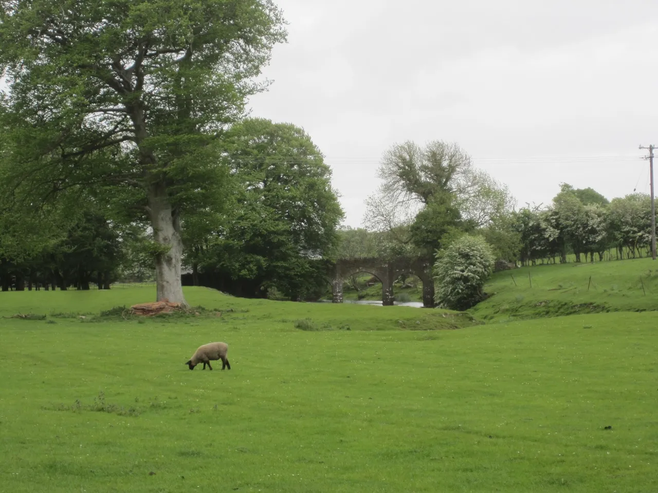 Photo showing: Bridge over Robe River tributary, in pasture land near Hollymount