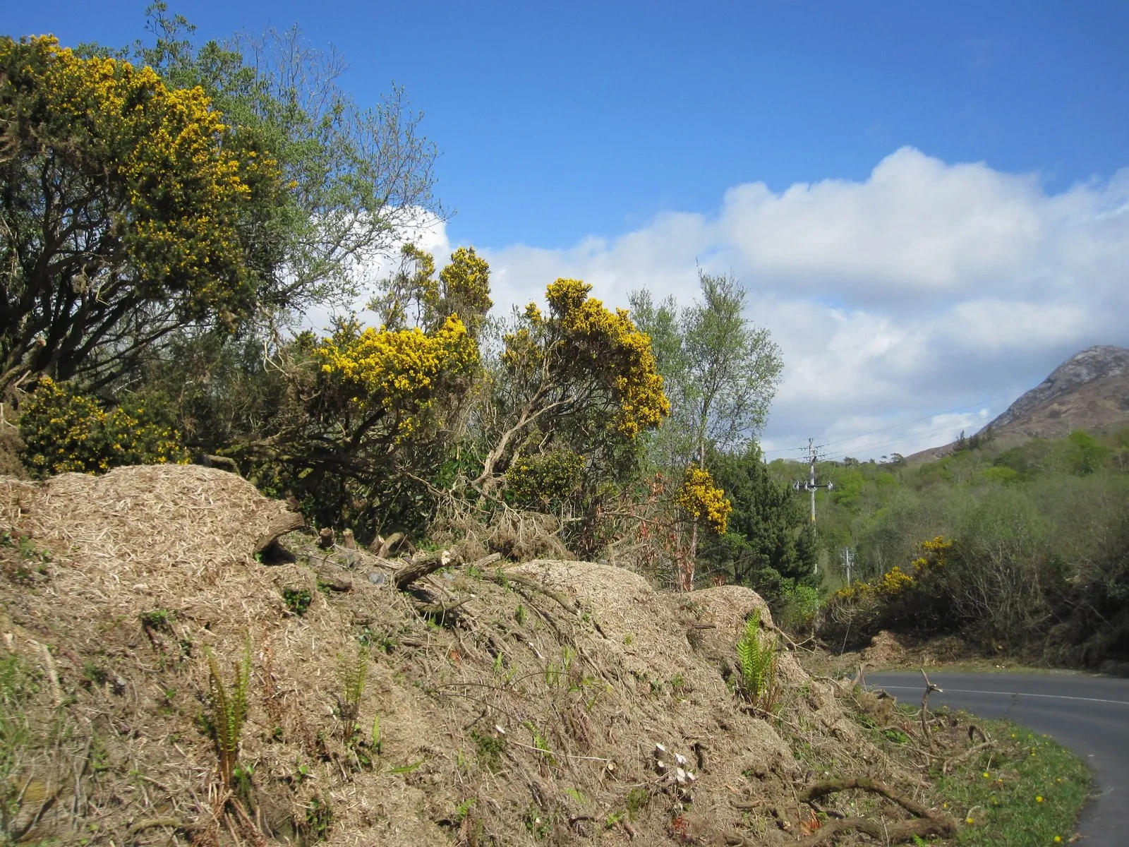 Photo showing: Connemara National Park Visitor Centre: on the winding approach road, with spring-cleared bank and gorse
