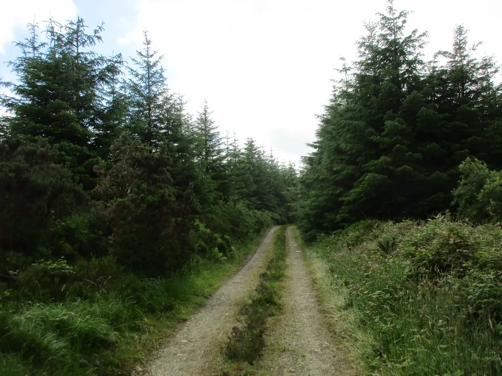 Photo showing: Forest track near Newmarket Cross Roads