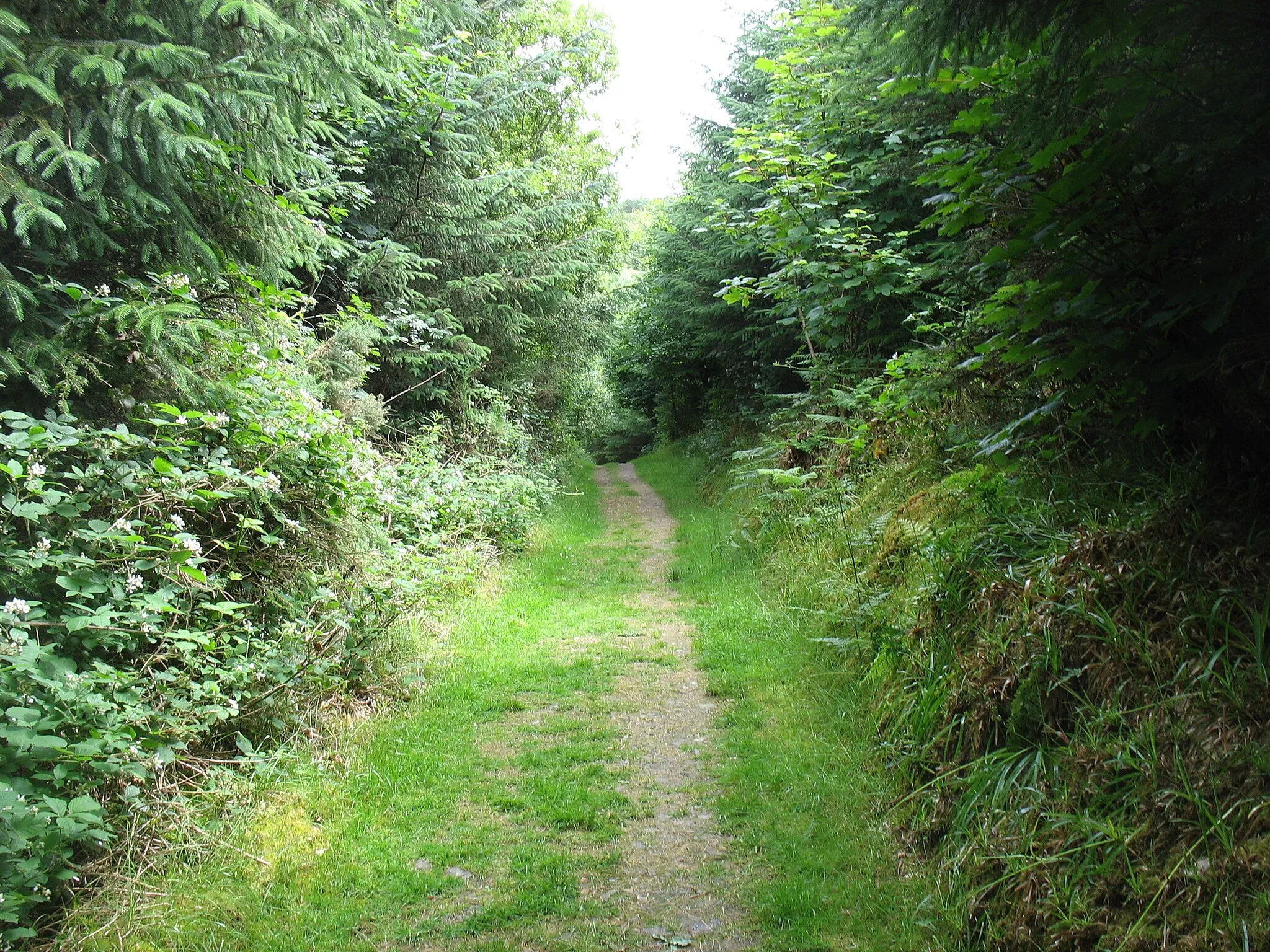 Photo showing: A track in the Grange Deer Park
