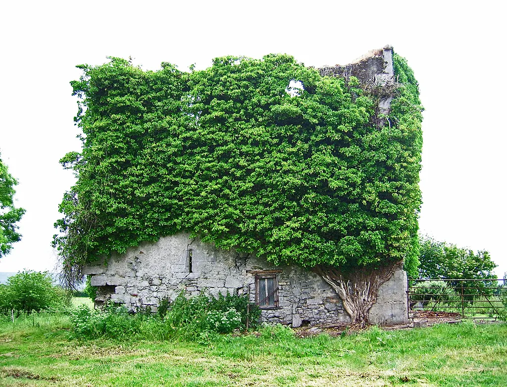 Photo showing: Castles of Munster: Castle Mahon, Limerick (2)