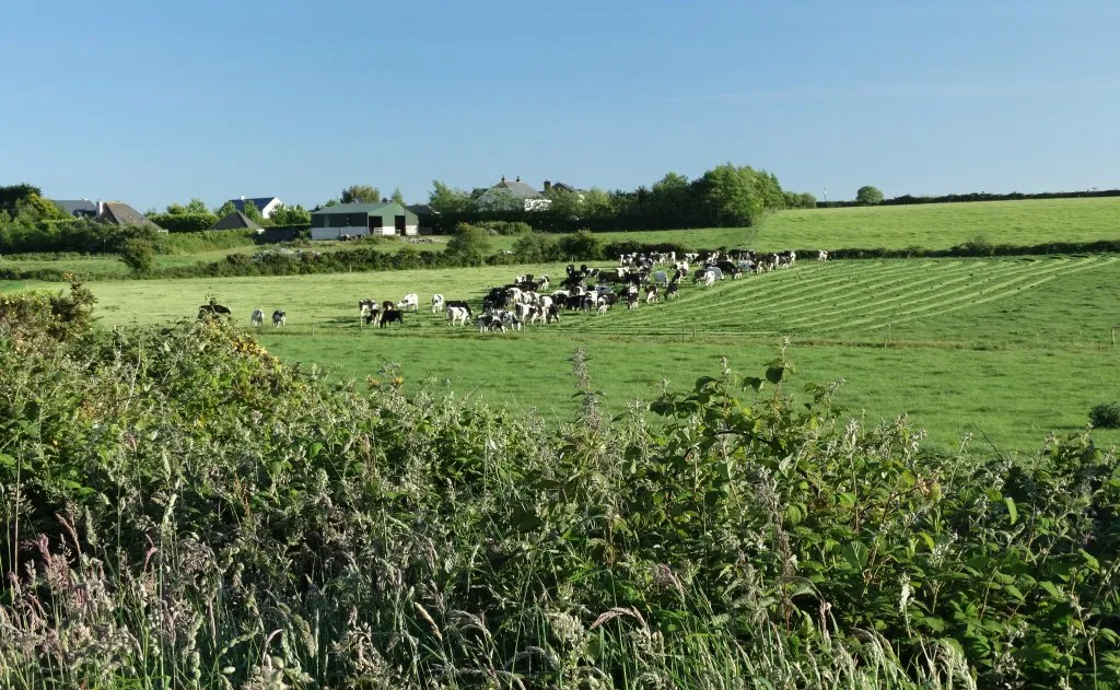 Photo showing: Cattle enjoying newly cut grass