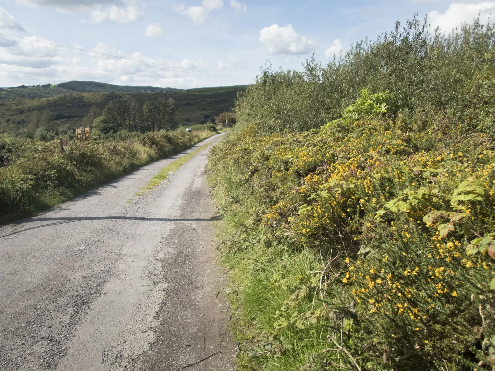 Photo showing: Colourful roadside