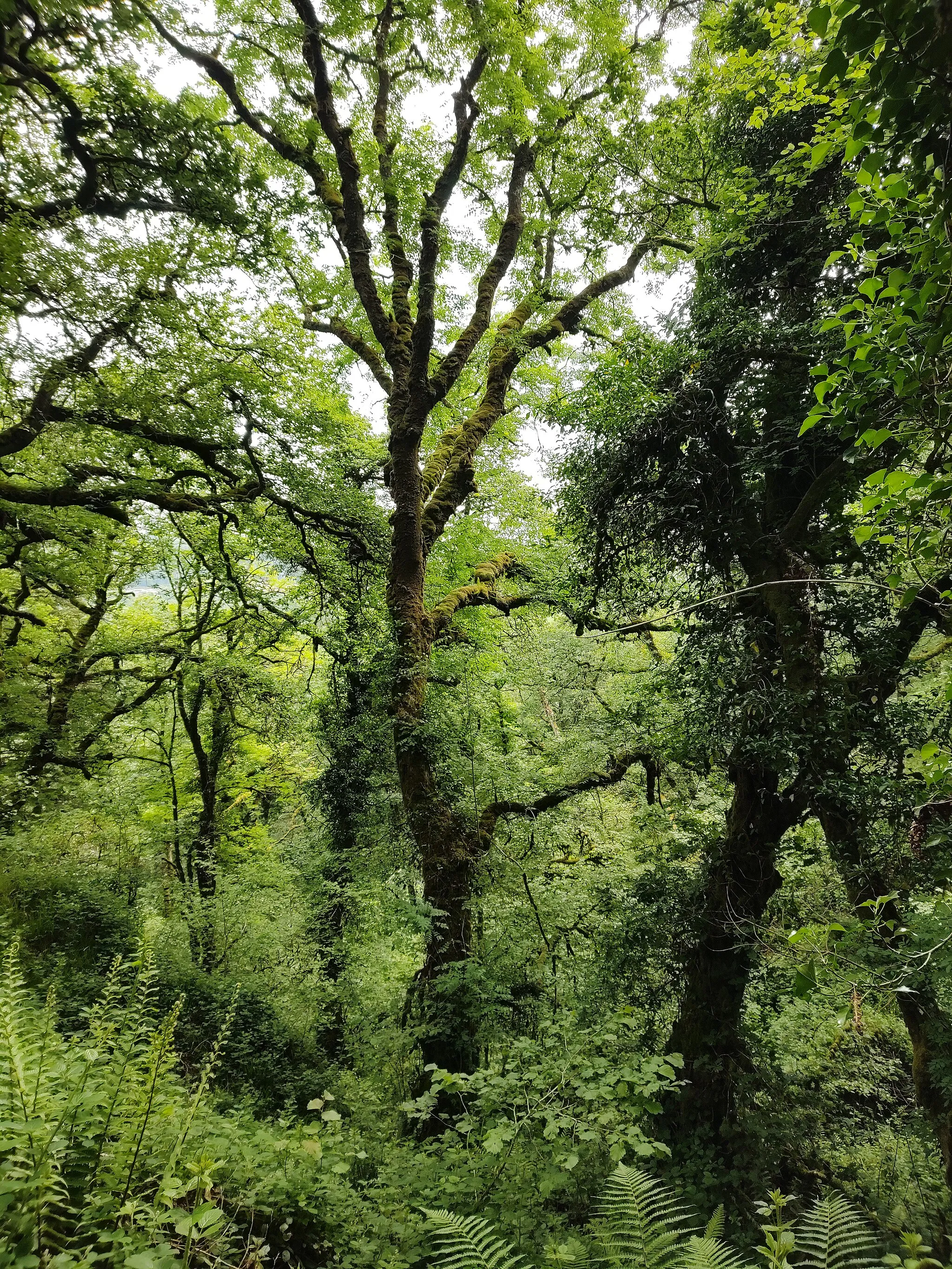 Photo showing: This is a photo which was taken during fieldwork at St. Gobnet's Wood, Co. Cork, Ireland. It depicts native oak woodland.
