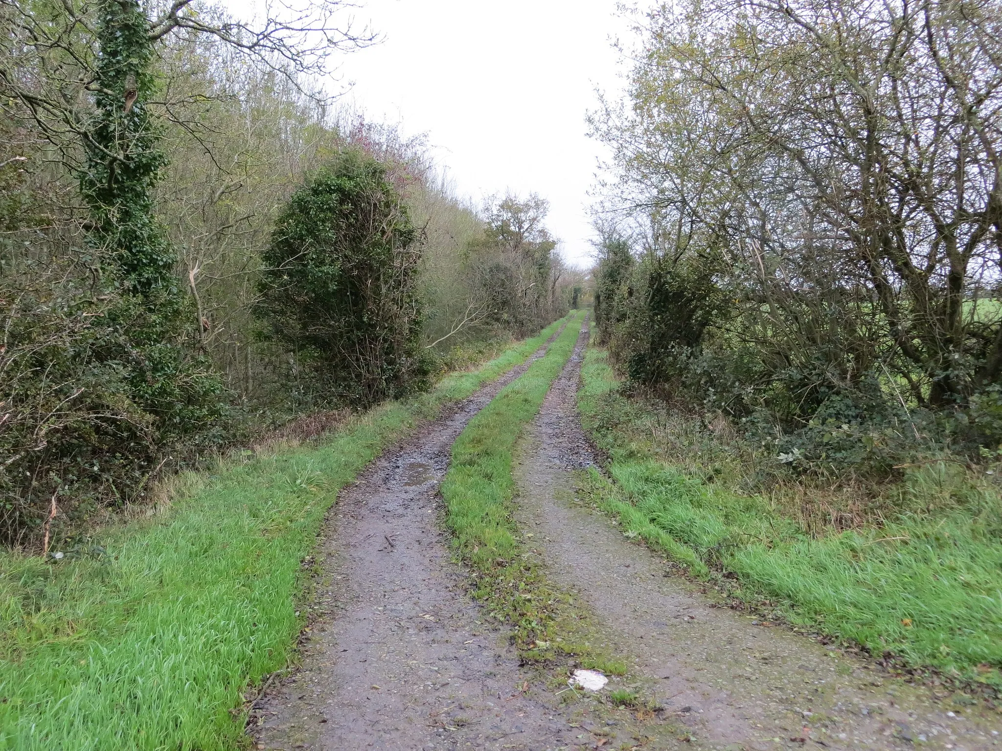 Photo showing: Track beside woodland heading away from road (L1513)