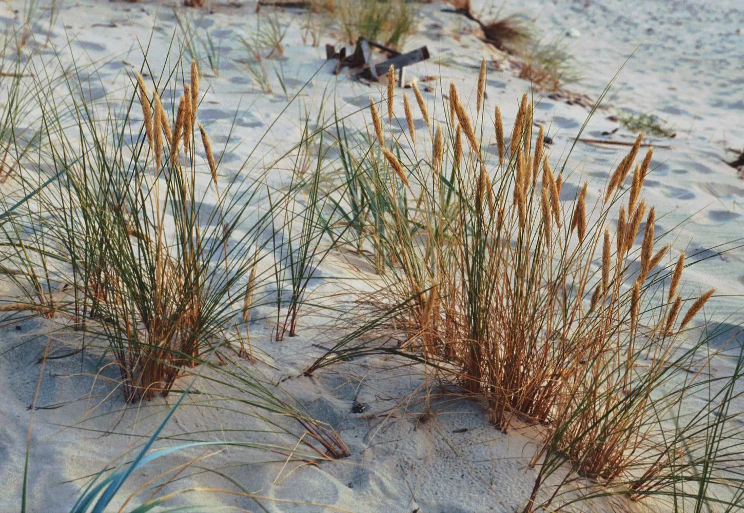 Photo showing: Strandhafer (Ammophila arenaria subsp. arenaria), Süßgräser (Poaceae) – Litauen/Lietuva/Lithuania: Kurische Nehrung/Kuršių nerija, N Nida