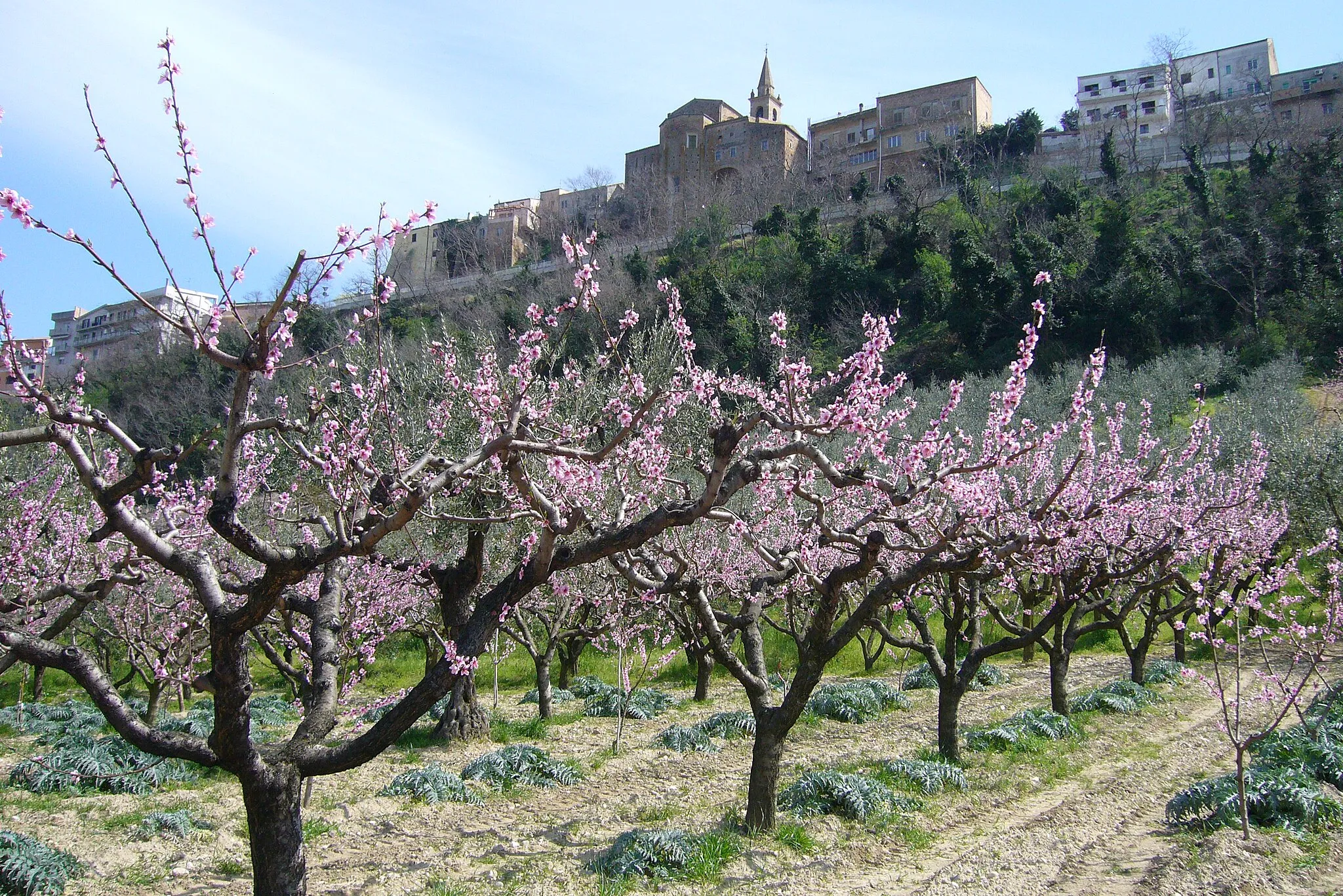 Photo showing: Pescheto in fiore di Ripa teatina