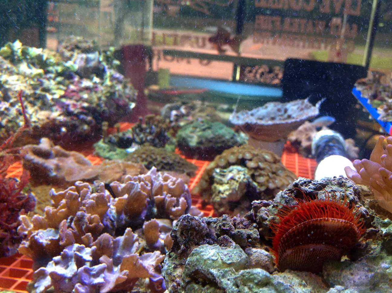 Photo showing: Just a small sampling of our current live rock, invertebrates, and marine fish stock.
Visit our Facebook page for more info: on.fb.me/N7PlQz
Aquatic Life
3211 Martin Luther King jr Parkway S unit E, 
Phenix City, Alabama

(334)614-5333