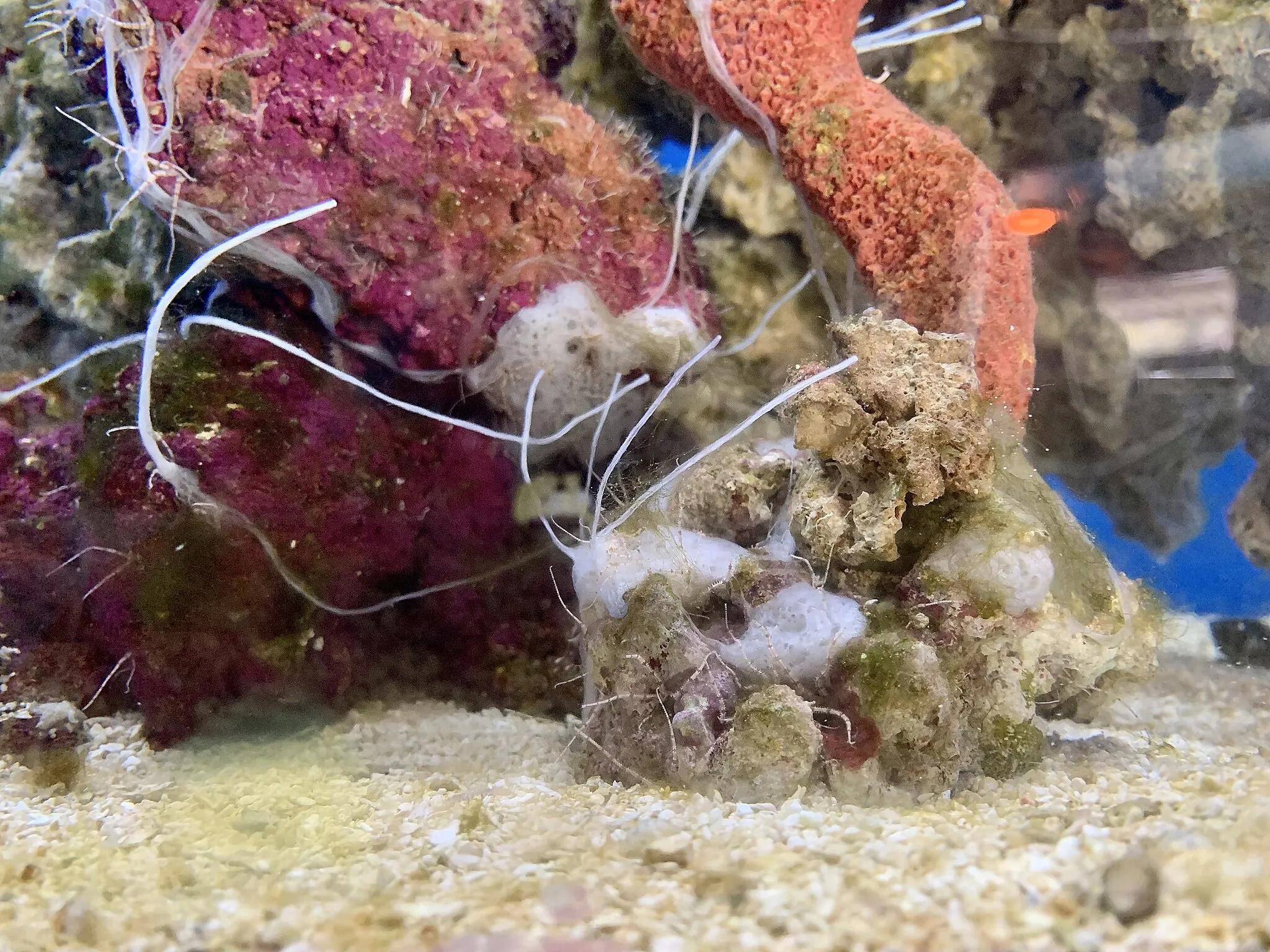 Photo showing: Cryptic sponge growth (Porifera sp.) on live rock in the Birch Aquarium’s Seadragons & Seahorses exhibit in San Diego, California.