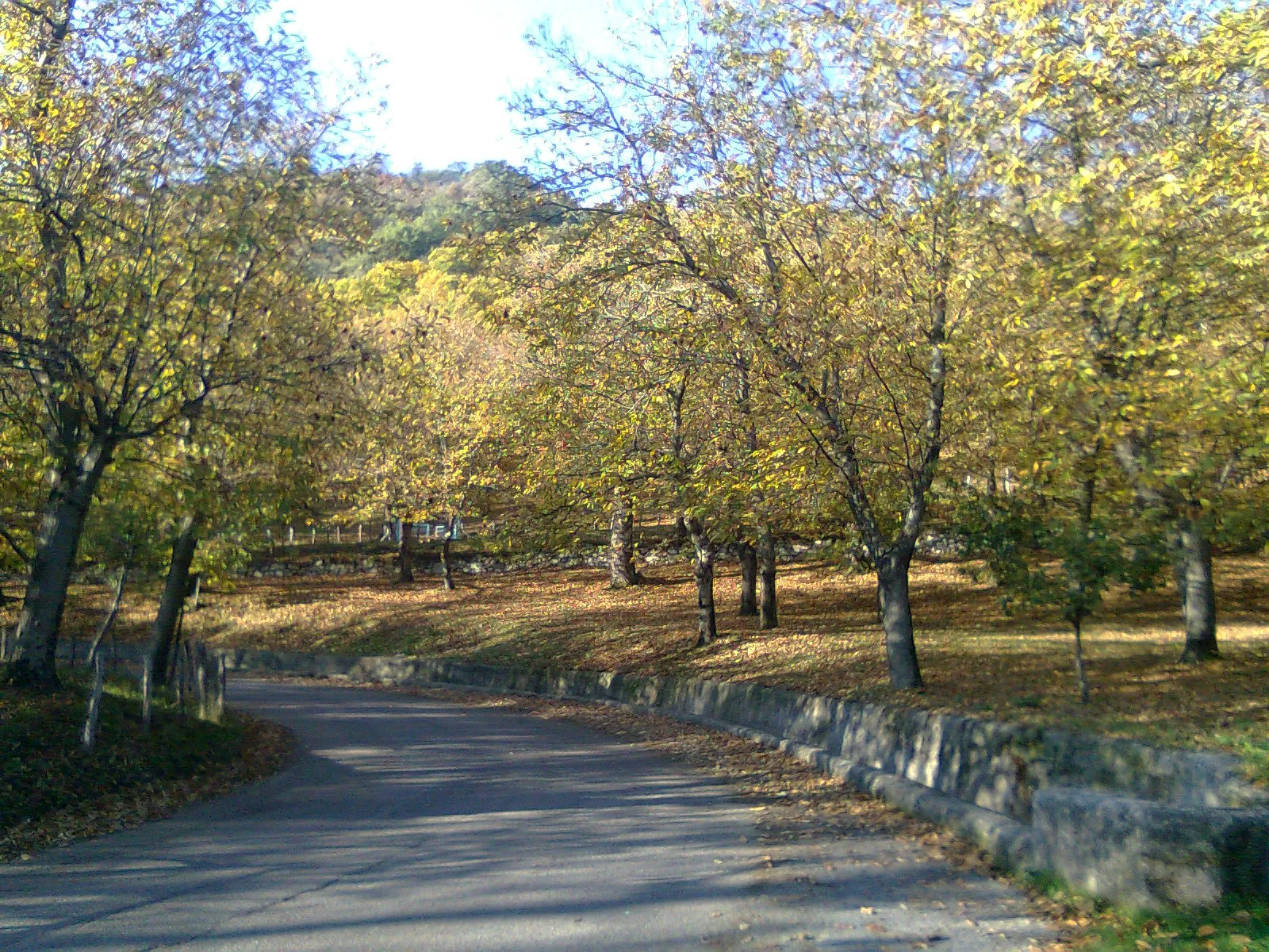 Photo showing: Uno scorcio del bosco di castagni presente a Roccadaspide