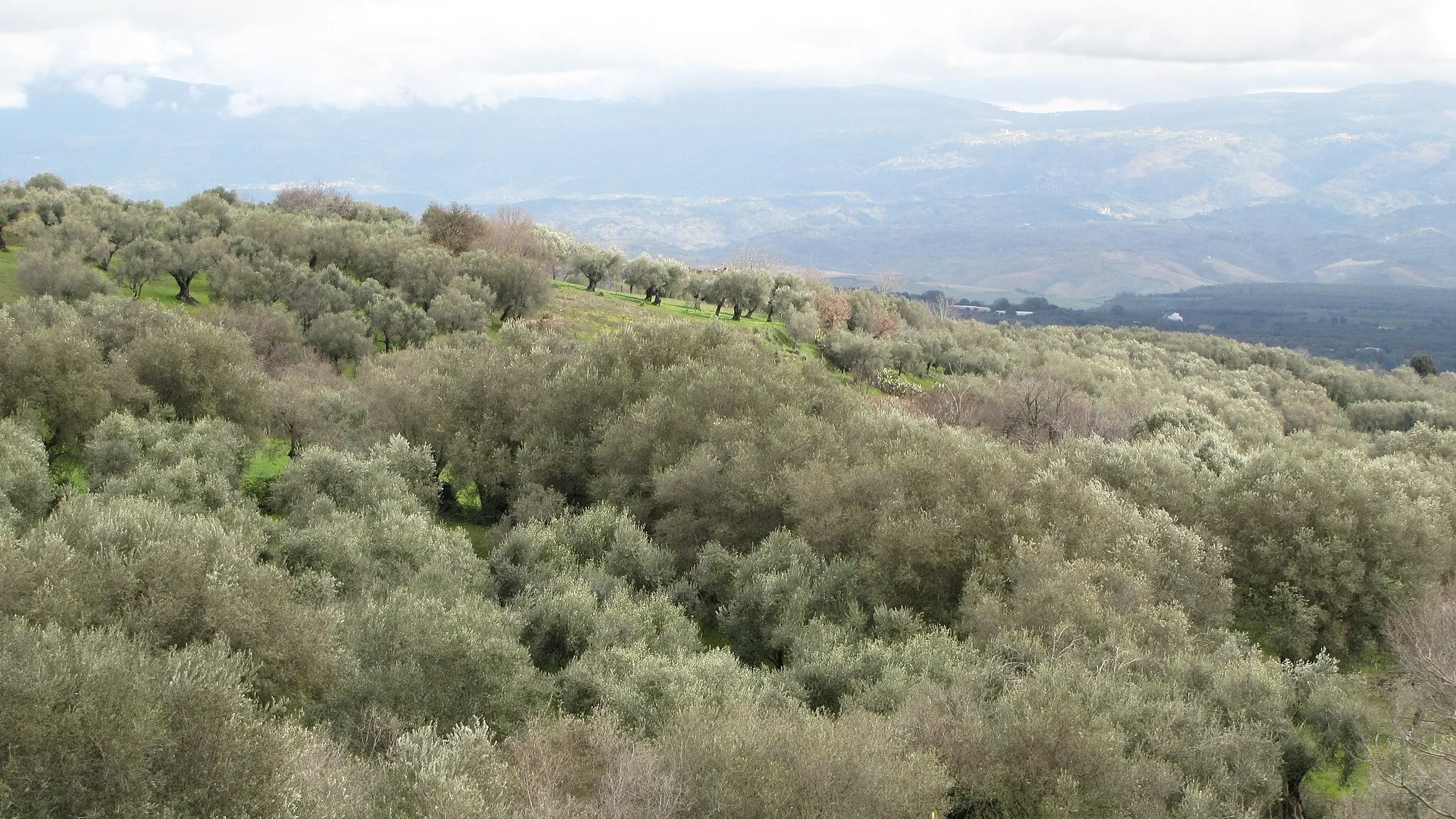 Photo showing: uliveto nel comune di Filandari in provincia di Vibo Valentia