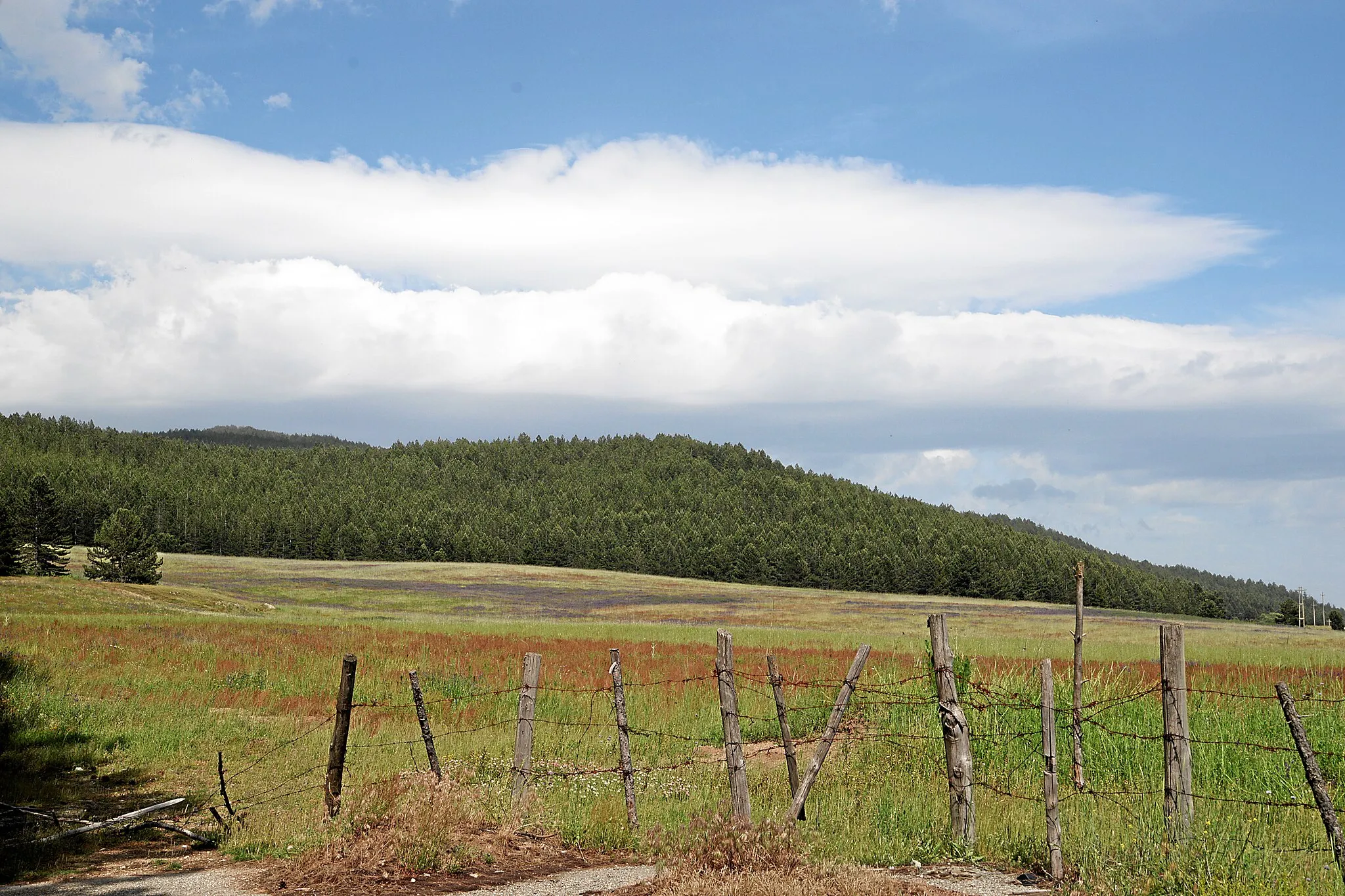 Photo showing: San Nicola Silano: Waldgebiet der Sila