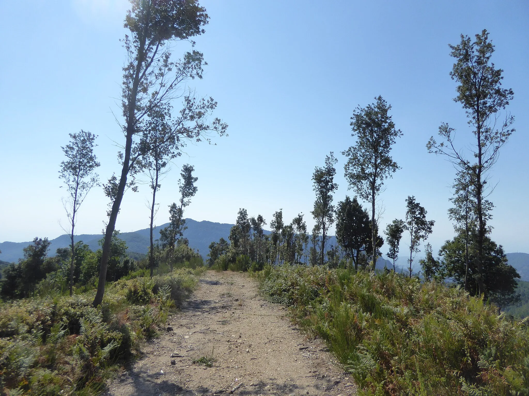 Photo showing: Contrada Ziia a Caulonia - Sentierio con area disboscata (agosto 2019)