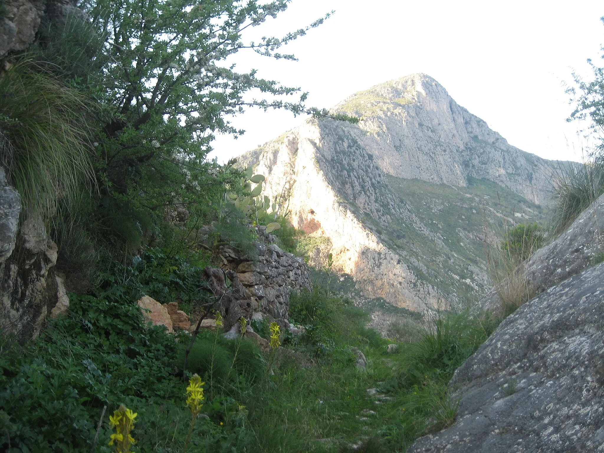 Photo showing: Natural Mediterranean vegetation and Monte Consolino - Calabria - Italy.