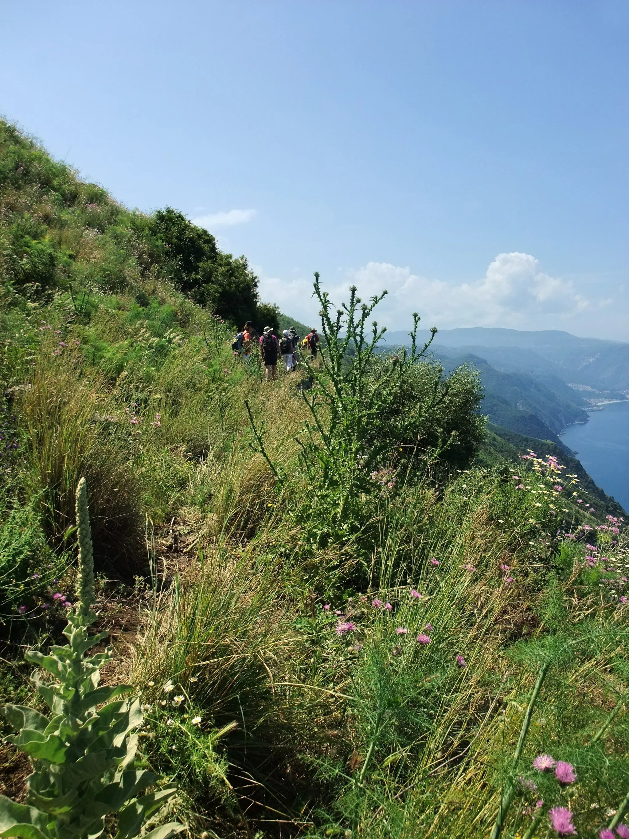 Photo showing: Calabria is the southernmost region of the Italian peninsula. Nature along the ascent of Monte Sant'Elia di Palmi (579 m).