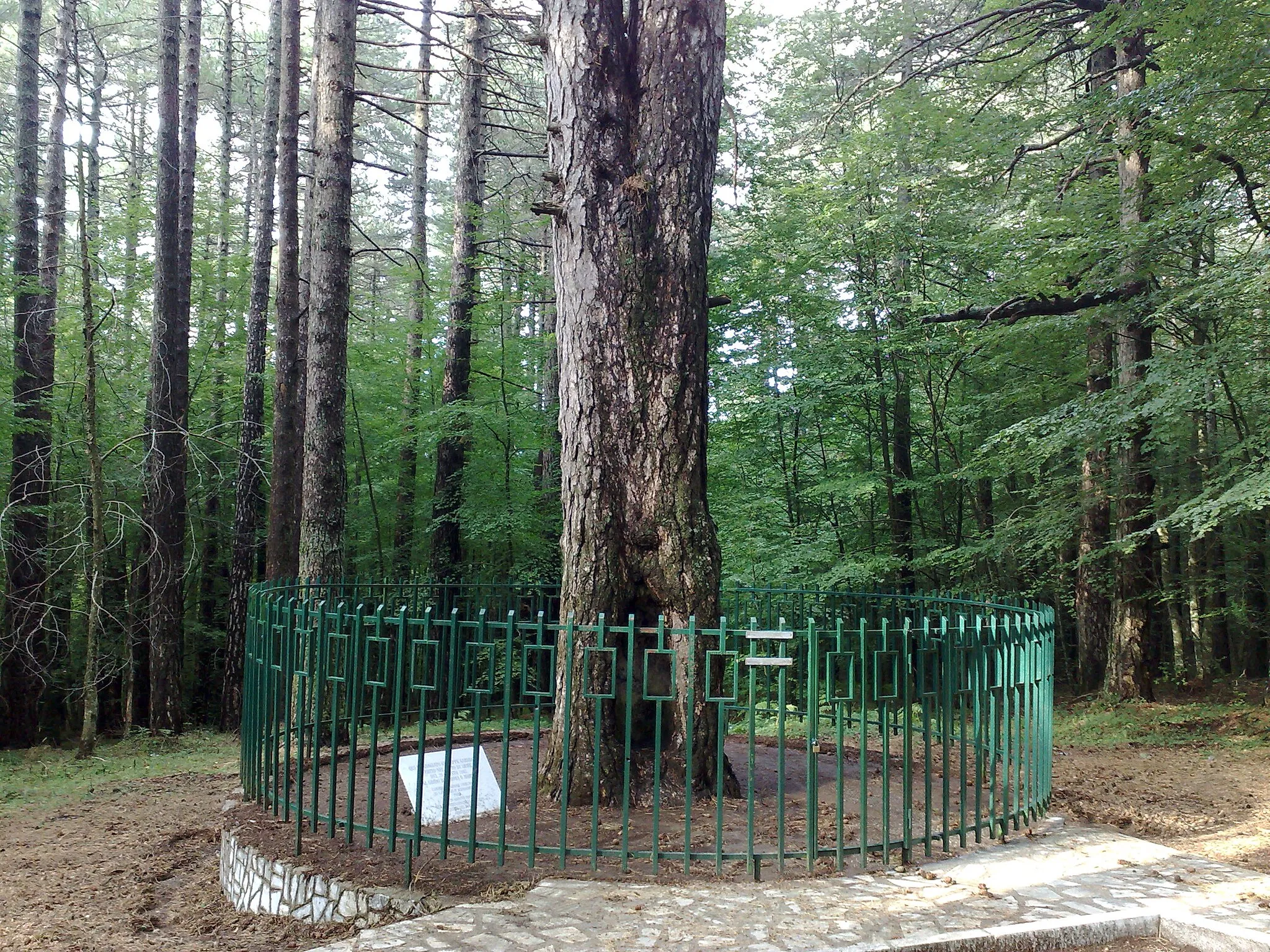 Photo showing: L'albero in cui fu adagiato Garibaldi ferito