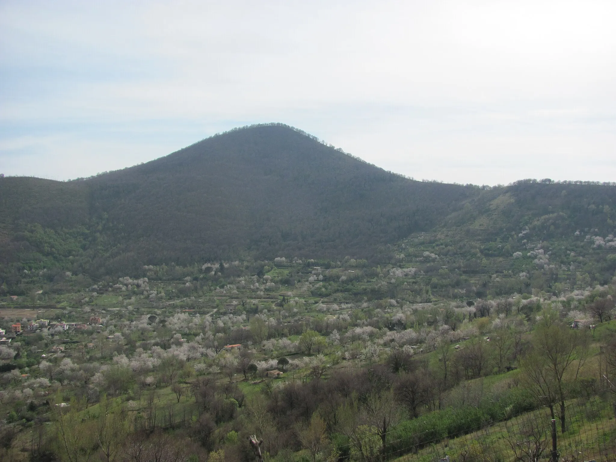 Photo showing: Siano (SA), Italia, Vista Bosco Borbone, Ciliegi in fiore