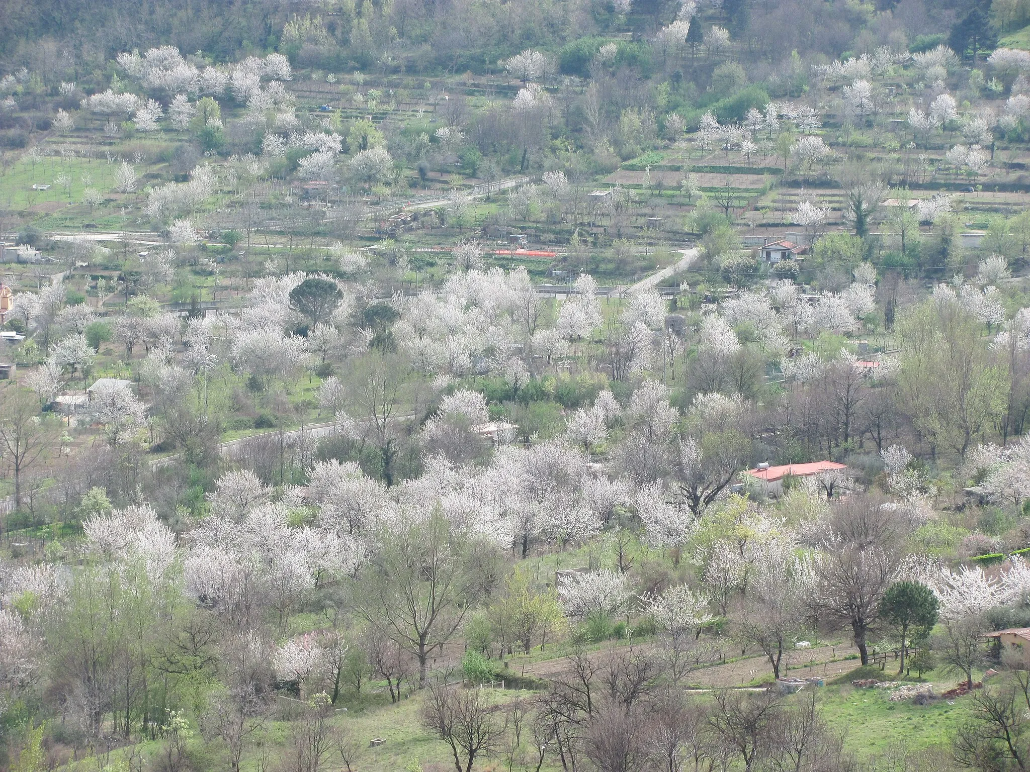 Photo showing: Siano (SA), Italia, Ciliegi in fiore, Bosco Borbone, dettaglio
