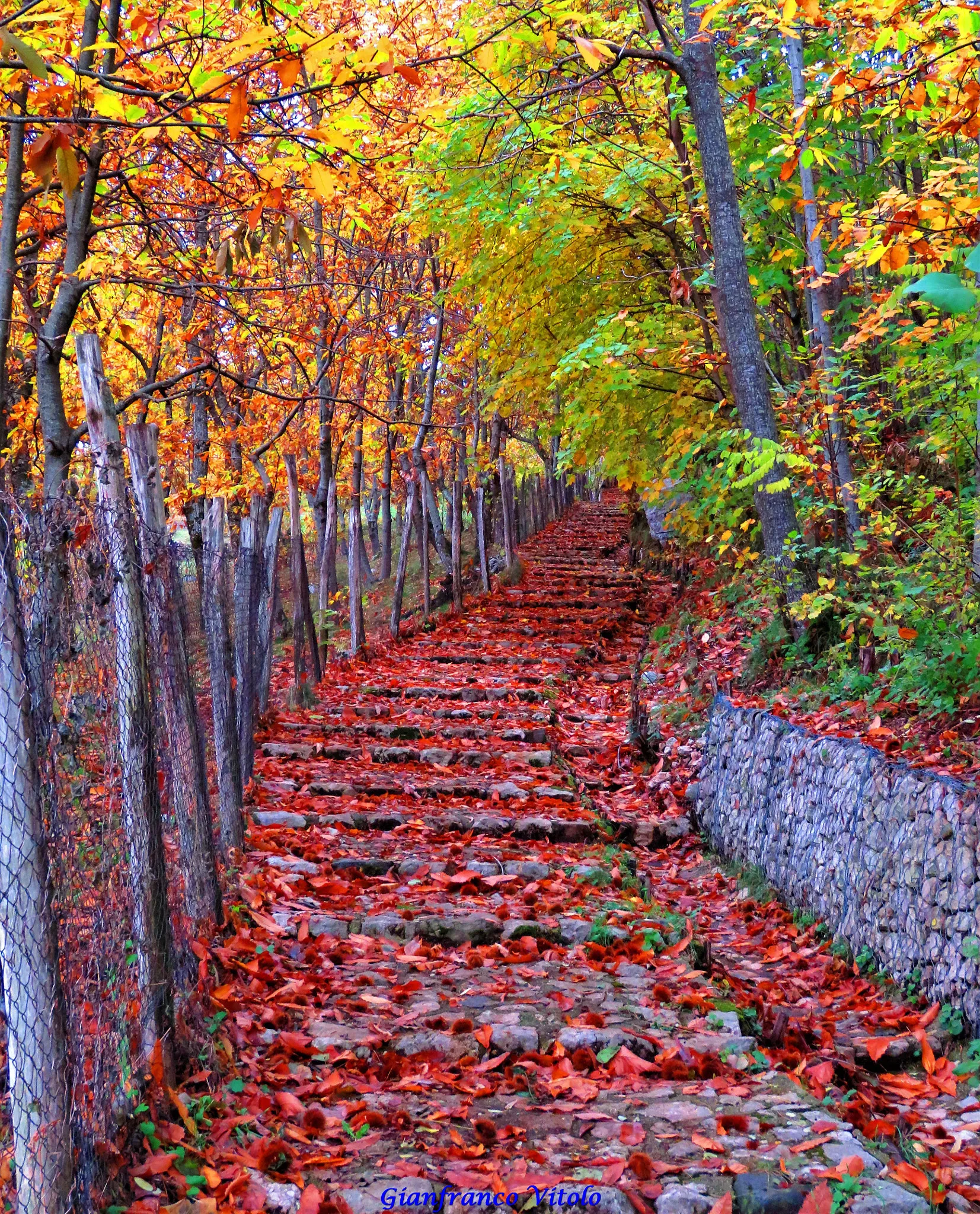 Photo showing: 500px provided description: Autumn Colours in Sant'Angelo a Scala , a little village in the south of Italy [#trees ,#leaves ,#italy ,#path ,#fall ,#foliage ,#stairs ,#mountain ,#colours ,#wonderful ,#Autumn ,#Sant'Angelo a Scala ,#Avellino ,#Irpinia ,#Partenio]