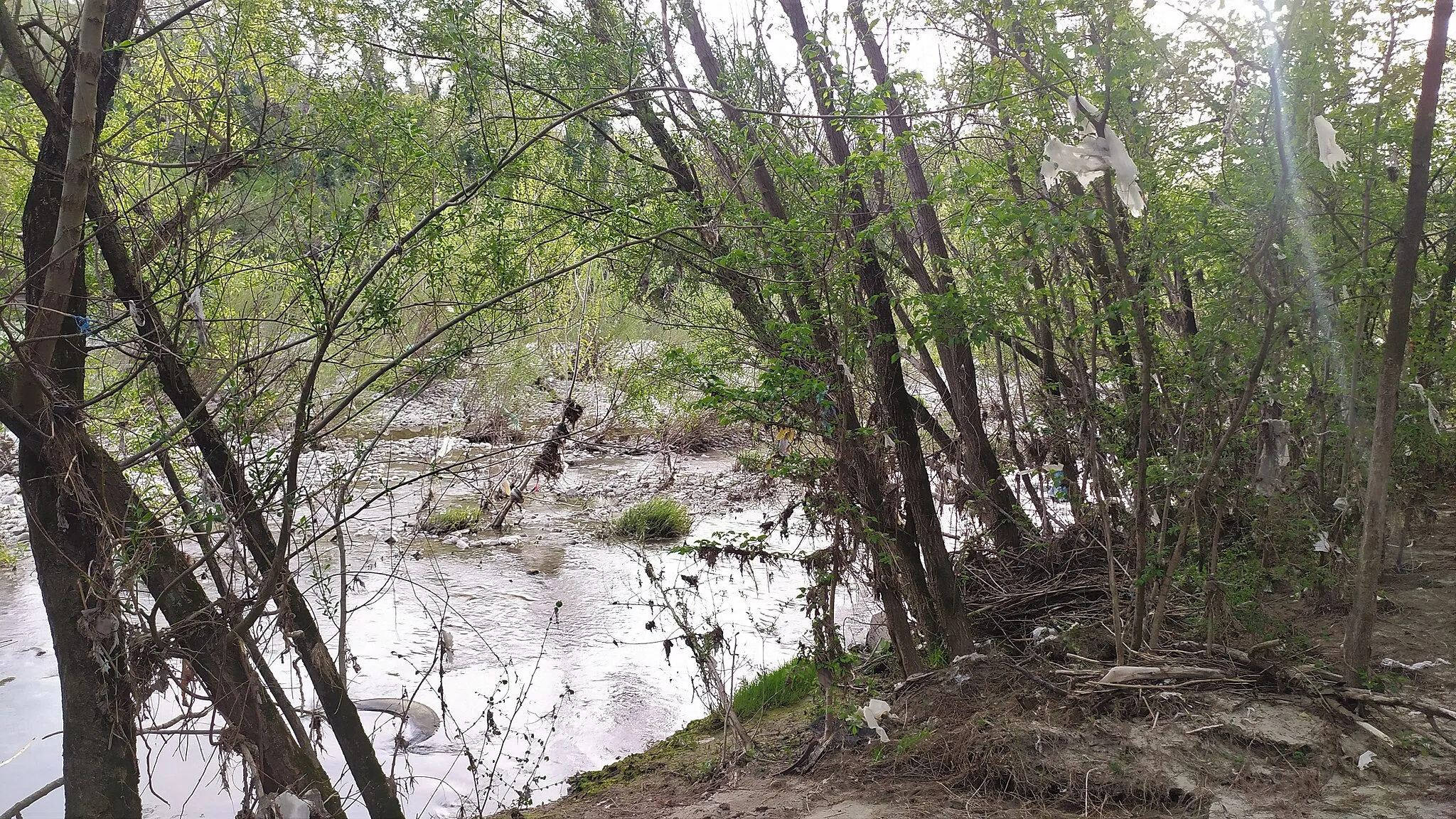 Photo showing: Vegetazione riparia e residui di rifiuti sulla sponda destra del fiume Calore, all'interno dell'oasi Zone Umide Beneventane nel comune di Benevento.