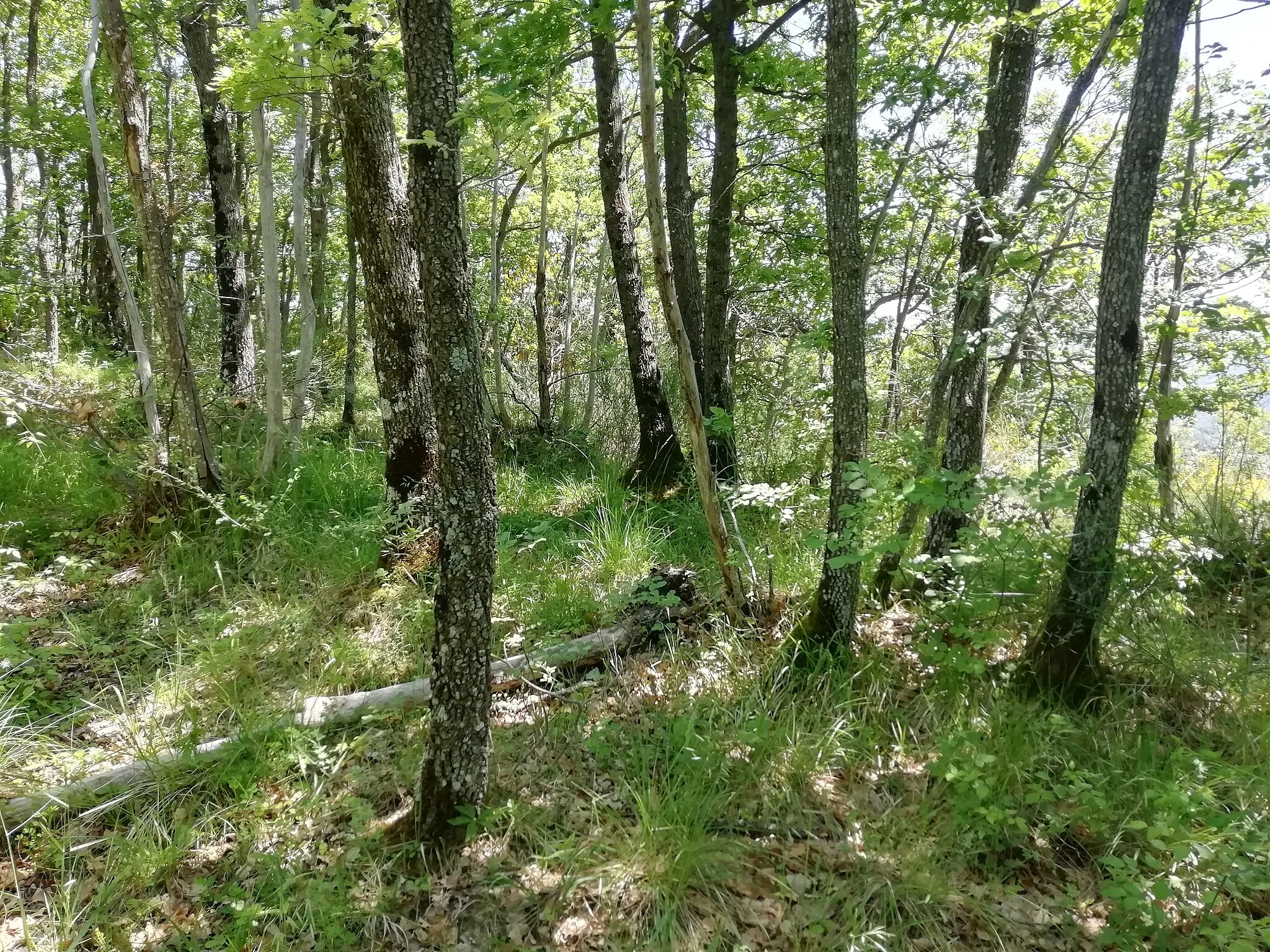 Photo showing: Area archeologica del Monte Bibele - area degli scavi della necropoli di Monte Tamburino